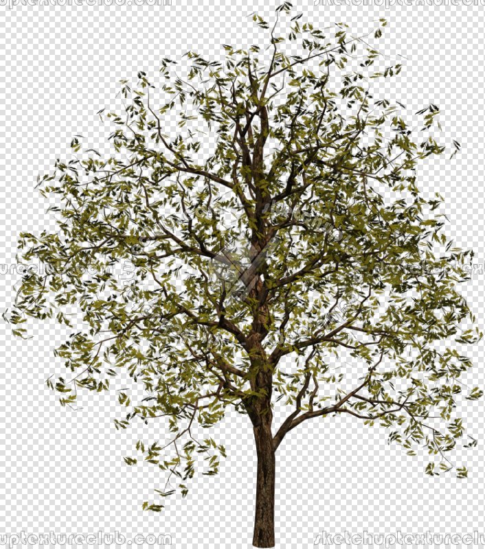 CUT OUT TREES PAKAGE 2 00012 - px 706x800