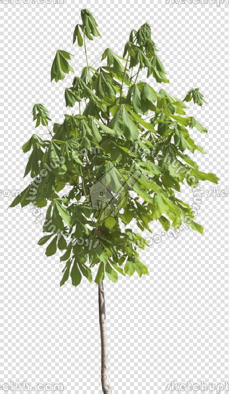 CUT OUT TREES PAKAGE 2 00012 - px 465x800