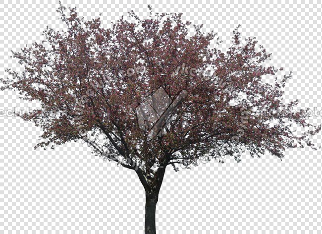 CUT OUT TREES PACKAGE 3 00015 - pixel 650 x 475