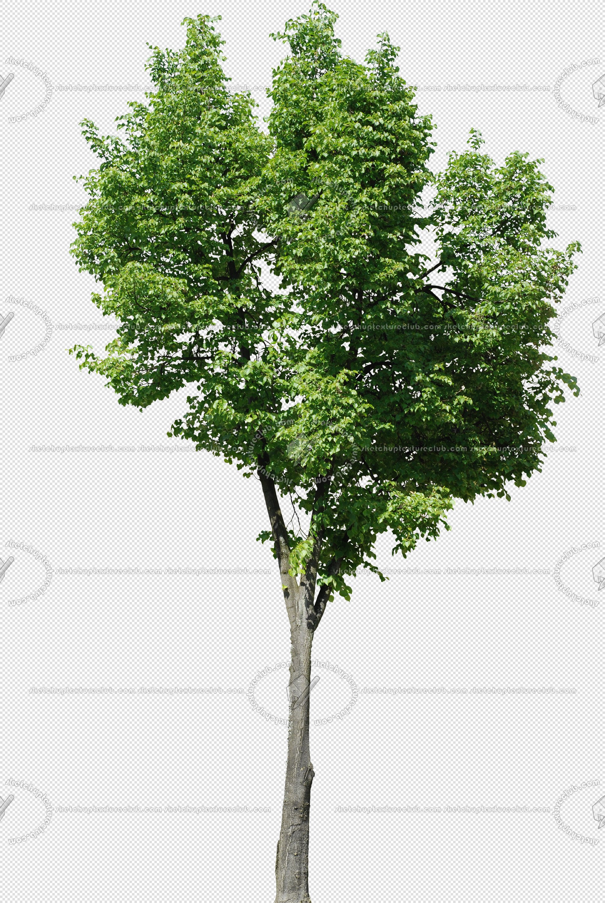 CUT OUT TREES PACKAGE 3 00015 - pixel 1944 x 2904