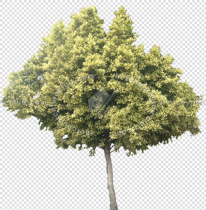 CUT OUT TREES PACKAGE 3 00015 - pixel 686 x 700