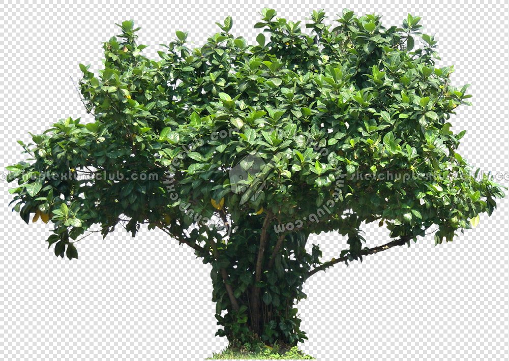 CUT OUT TREES PACKAGE 3 00015 - pixel 1001 x 710