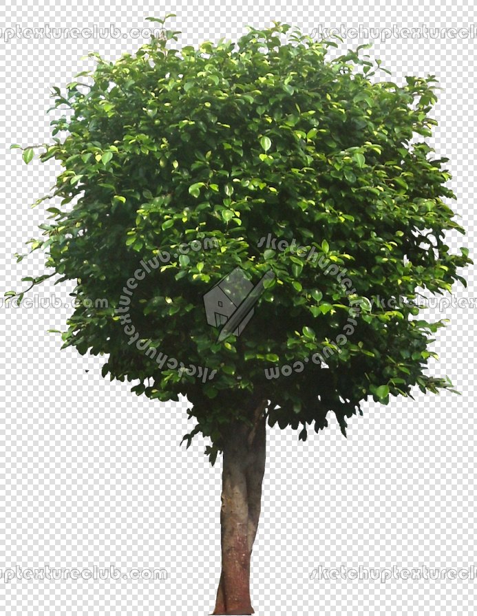 CUT OUT TREES PACKAGE 3 00015 - pixel 693 x 895