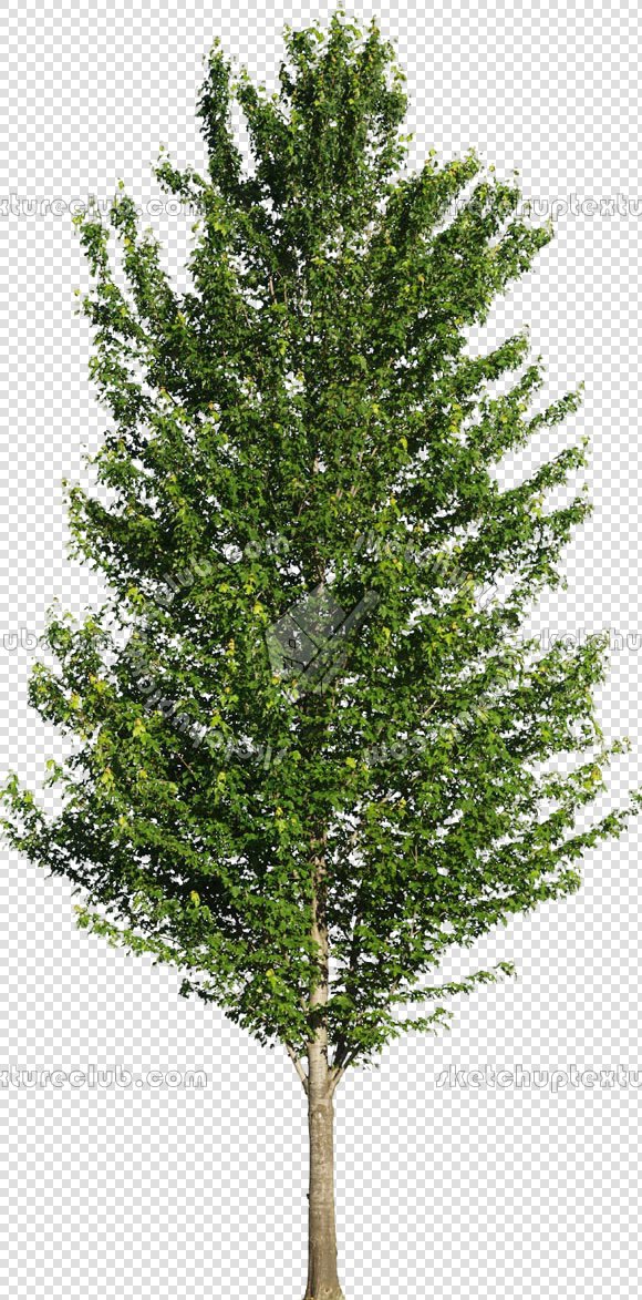 CUT OUT TREES PACKAGE 3 00015 - pixel 580 x 1173