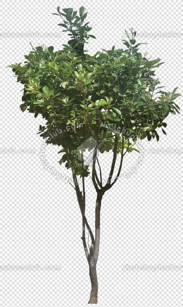 CUT OUT TREES PACKAGE 3 00015 - pixel 616 x 1036