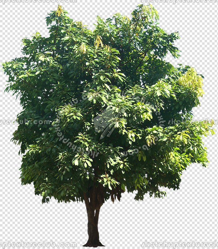 CUT OUT TREES PACKAGE 3 00015 - pixel 699 x 800