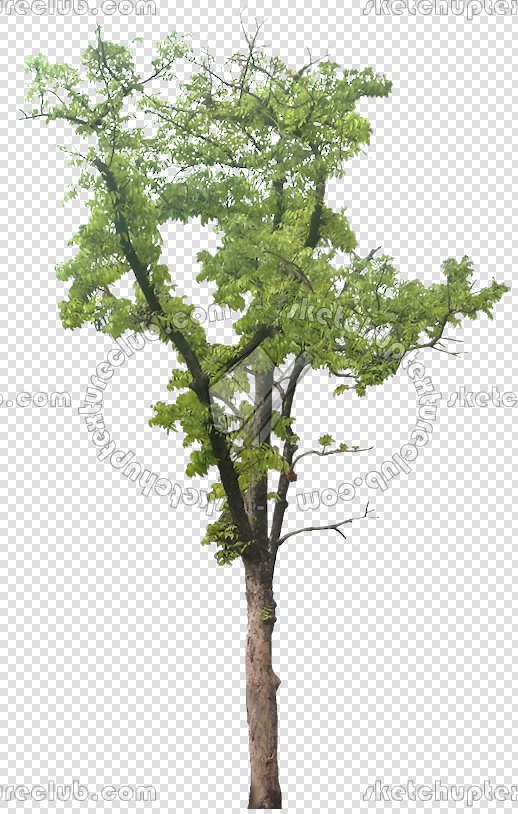 CUT OUT TREES PACKAGE 3 00015 - pixel 518 x 814