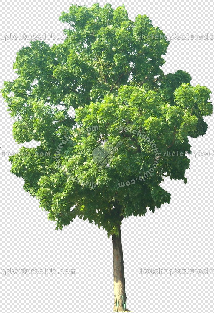 CUT OUT TREES PACKAGE 3 00015 - pixel 717 x 1050
