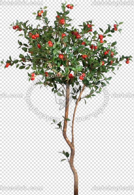 CUT OUT TREES PACKAGE 3 00015 - pixel 570 x 828