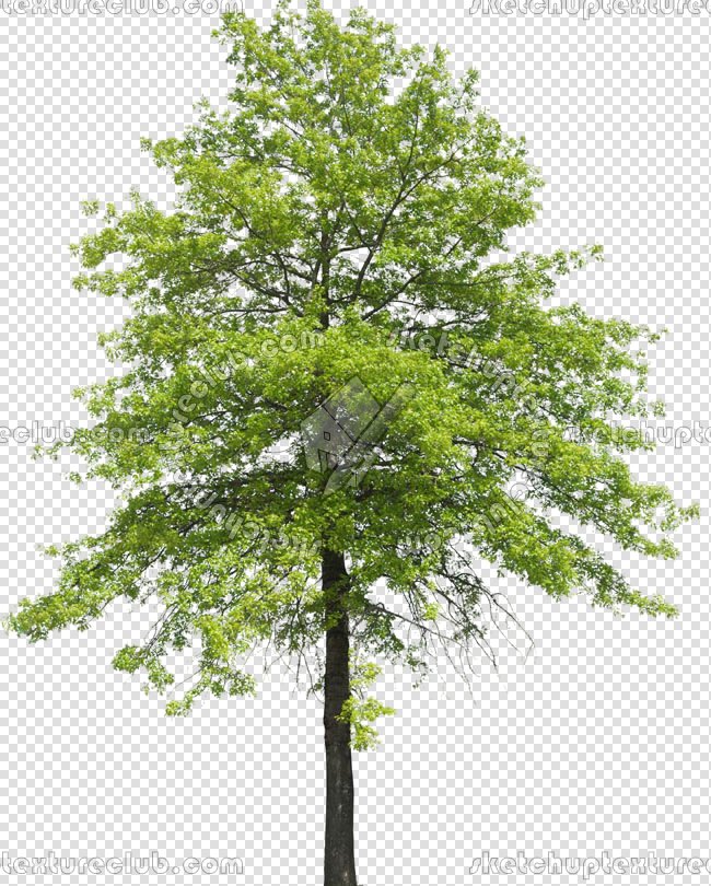 CUT OUT TREES PACKAGE 3 00015 - pixel 650 x 810