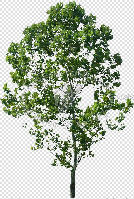 CUT OUT TREES PACKAGE 3 00015 - pixel 508 x 754