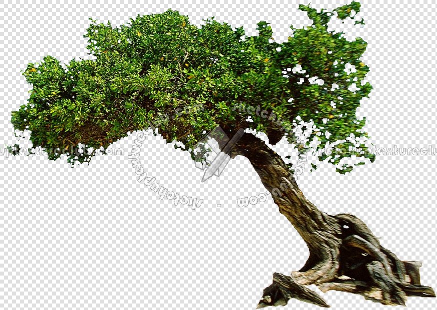 CUT OUT TREES PACKAGE 3 00015 - pixel 875 x 621
