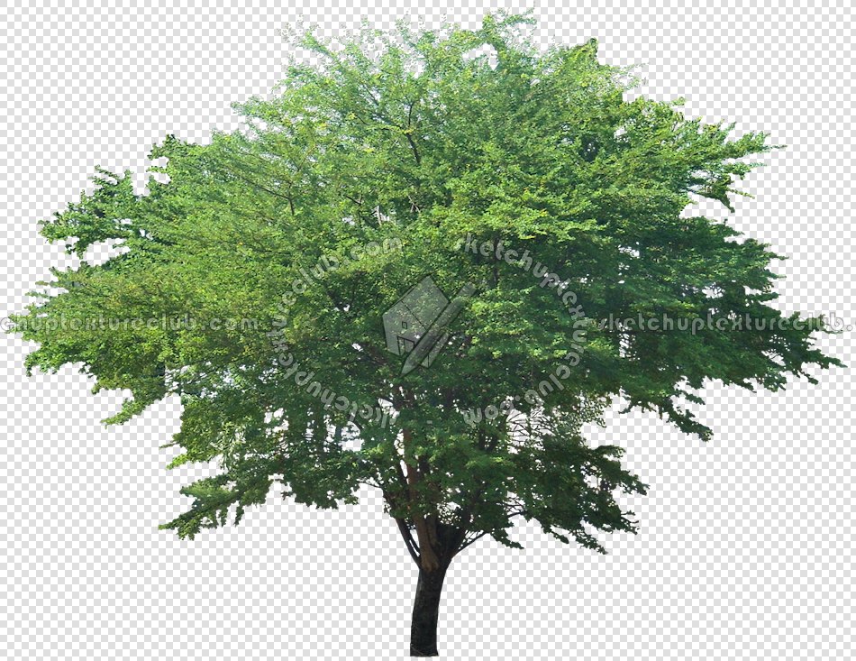 CUT OUT TREES PACKAGE 3 00015 - pixel 950 x 733