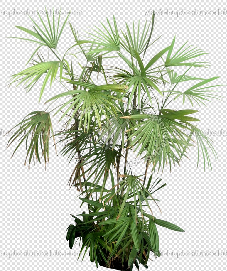 CUT OUT TREES PACKAGE 3 00015 - pixel 740 x 884