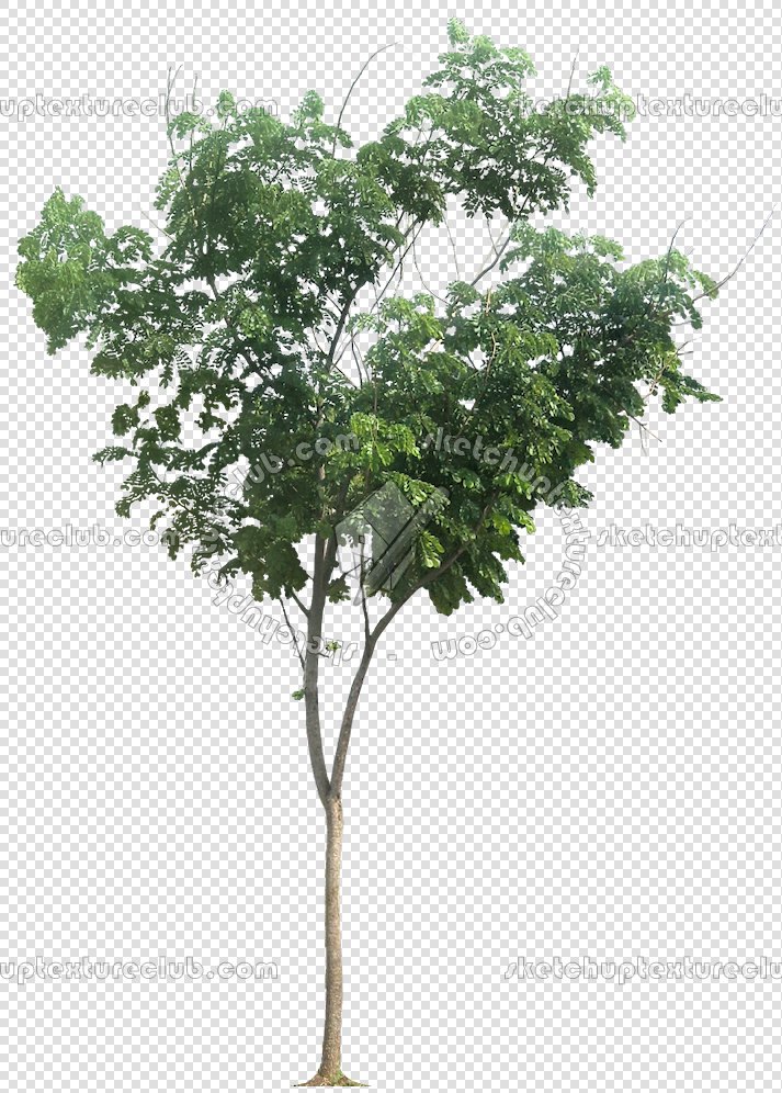 CUT OUT TREES PACKAGE 3 00015 - pixel 713 x 996