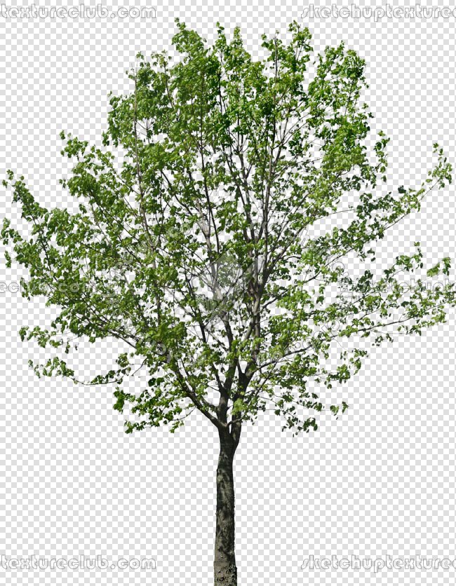 CUT OUT TREES PACKAGE 3 00015 - pixel 650 x 836
