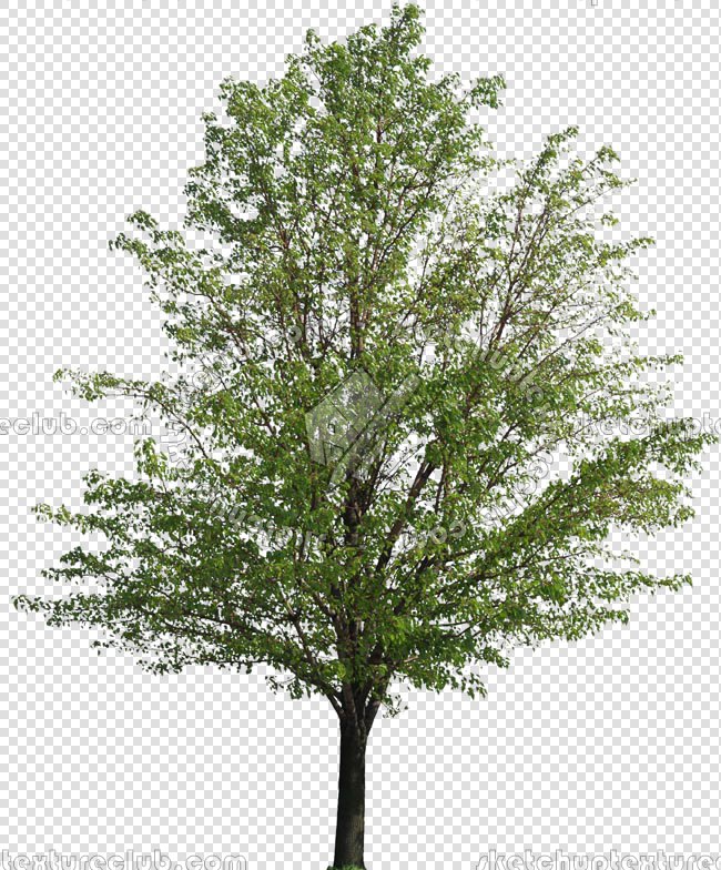 CUT OUT TREES PACKAGE 3 00015 - pixel 650 x 784