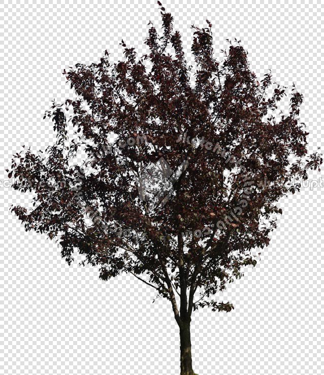 CUT OUT TREES PACKAGE 3 00015 - pixel 638 x 739