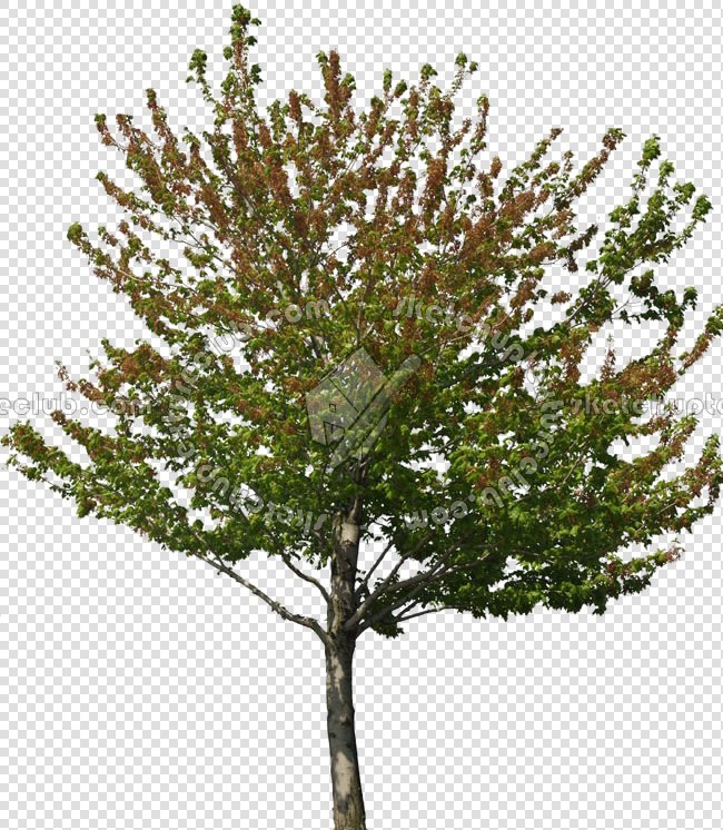 CUT OUT TREES PACKAGE 3 00015 - 650 x 746