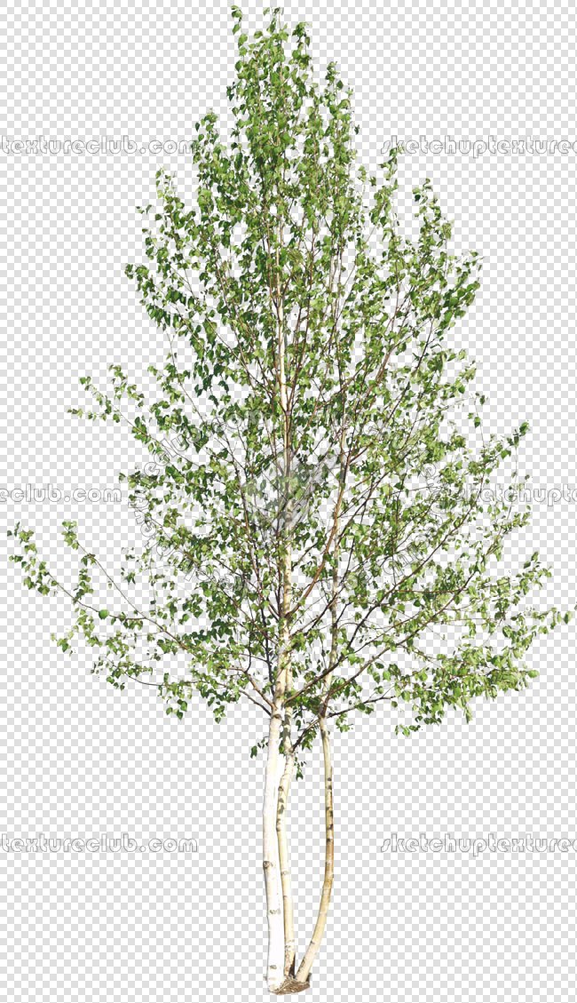 CUT OUT TREES PACKAGE 3 00015 - pixel 650 x 1129