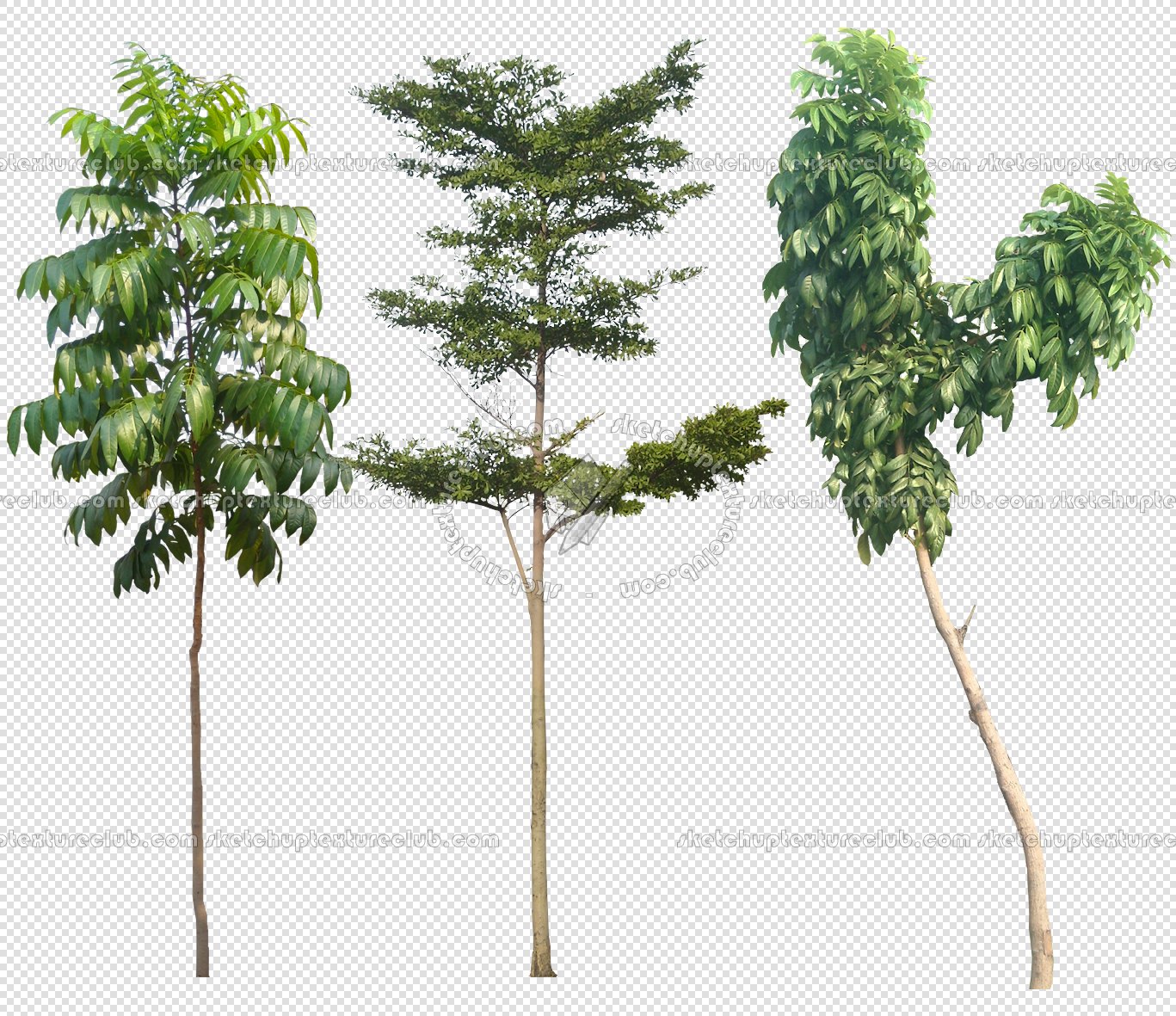 CUT OUT TREES PACKAGE 4 00019 - Pixel 1367 x 1181