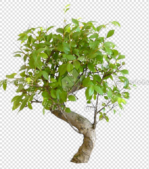 CUT OUT TREES PACKAGE 4 00019 - Pixel 570 x 646