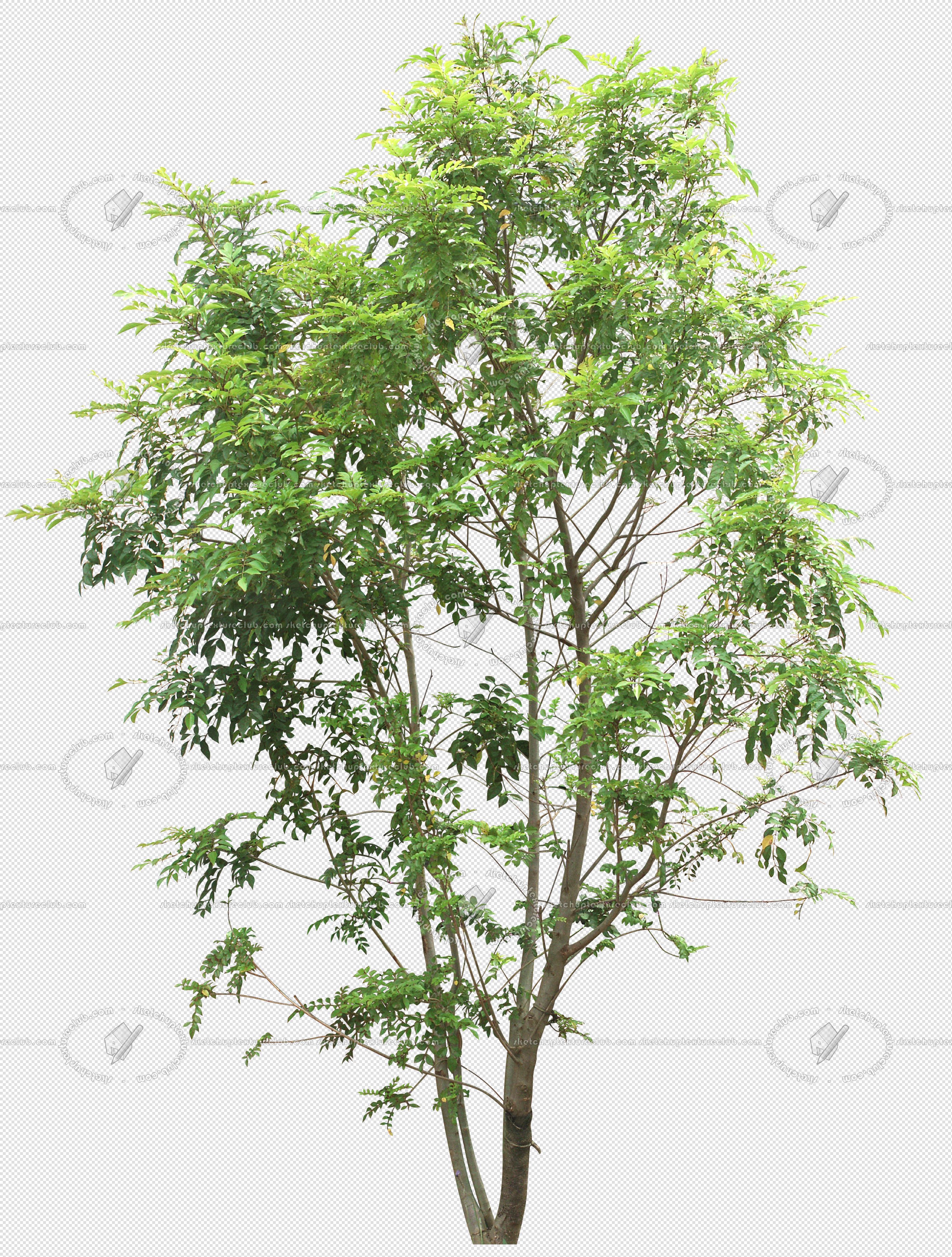 CUT OUT TREES PACKAGE 4 00019 - Pixel 2651 x 3500