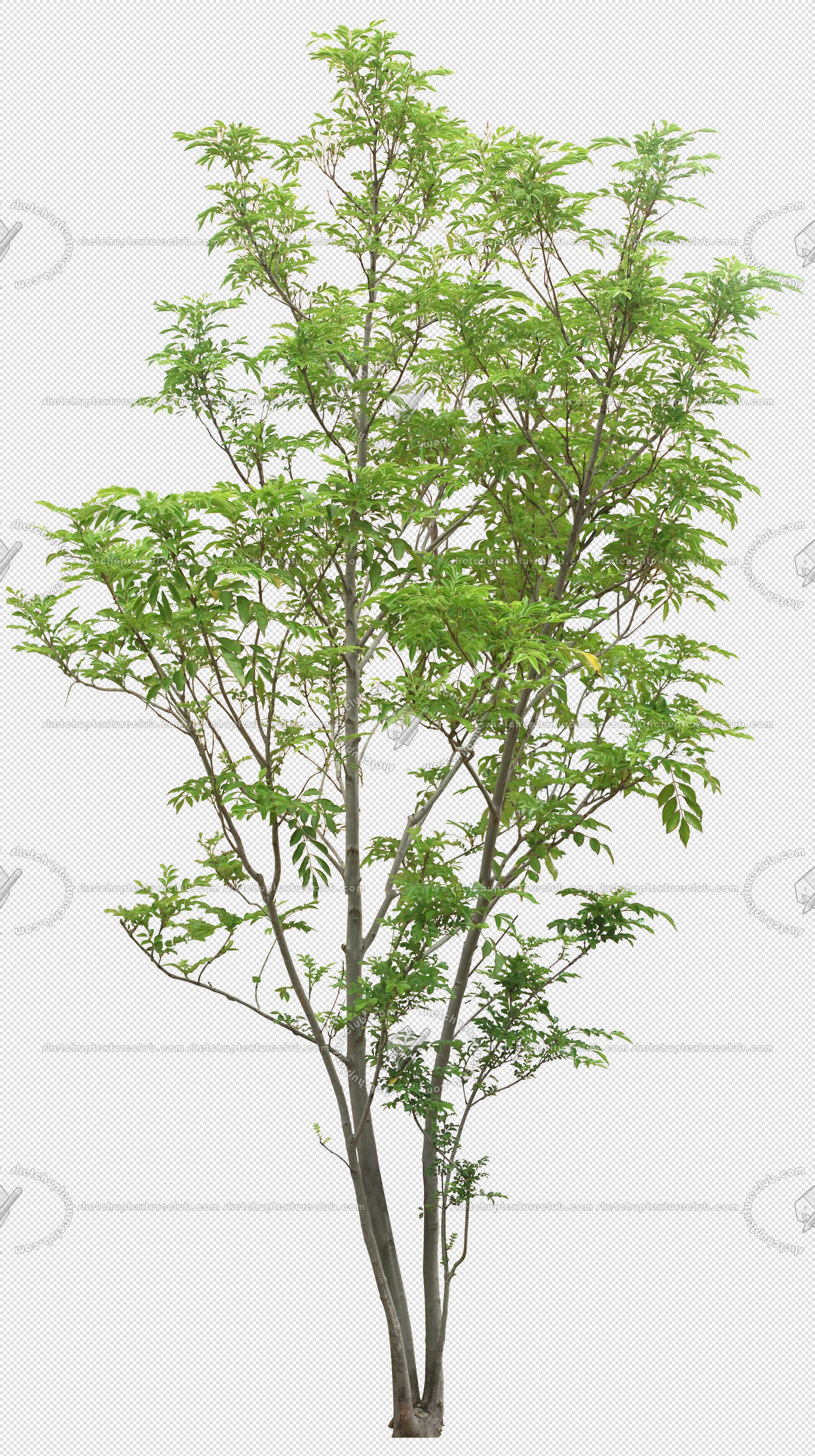 CUT OUT TREES PACKAGE 4 00019 - Pixel 1960 x 3500