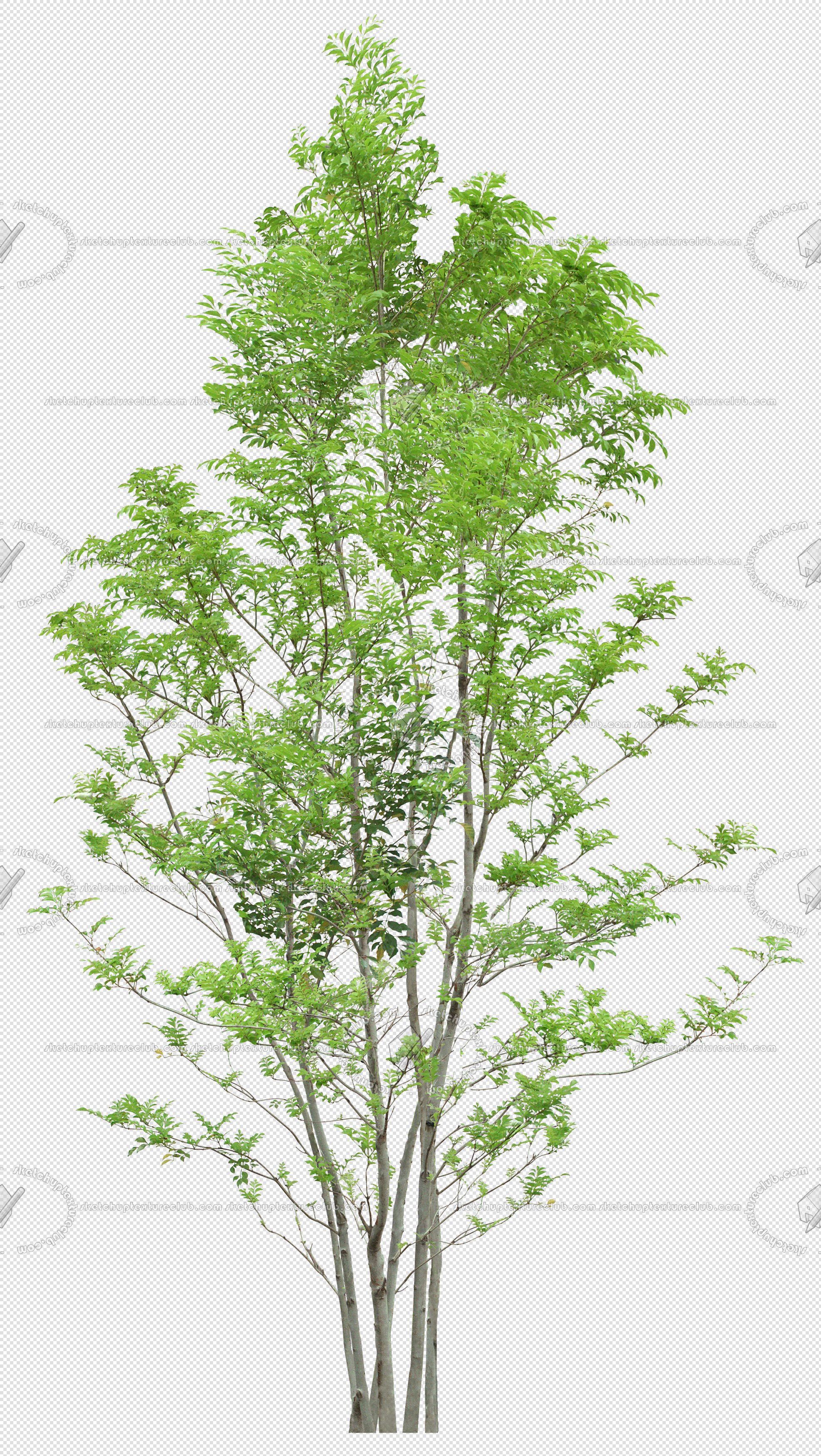 CUT OUT TREES PACKAGE 4 00019 - Pixel 1973 x 3500