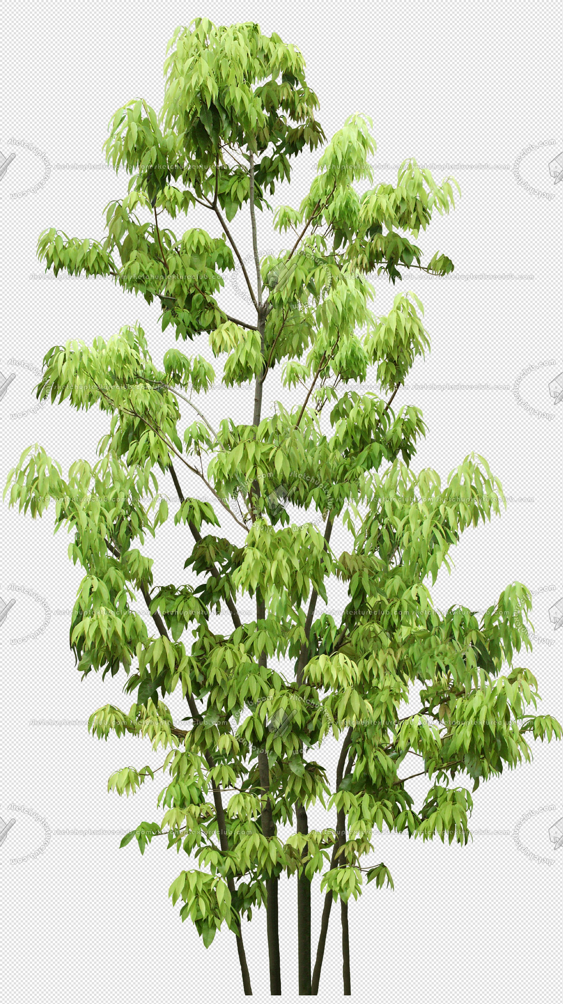 CUT OUT TREES PACKAGE 4 00019 - Pixel 1963 x 3500