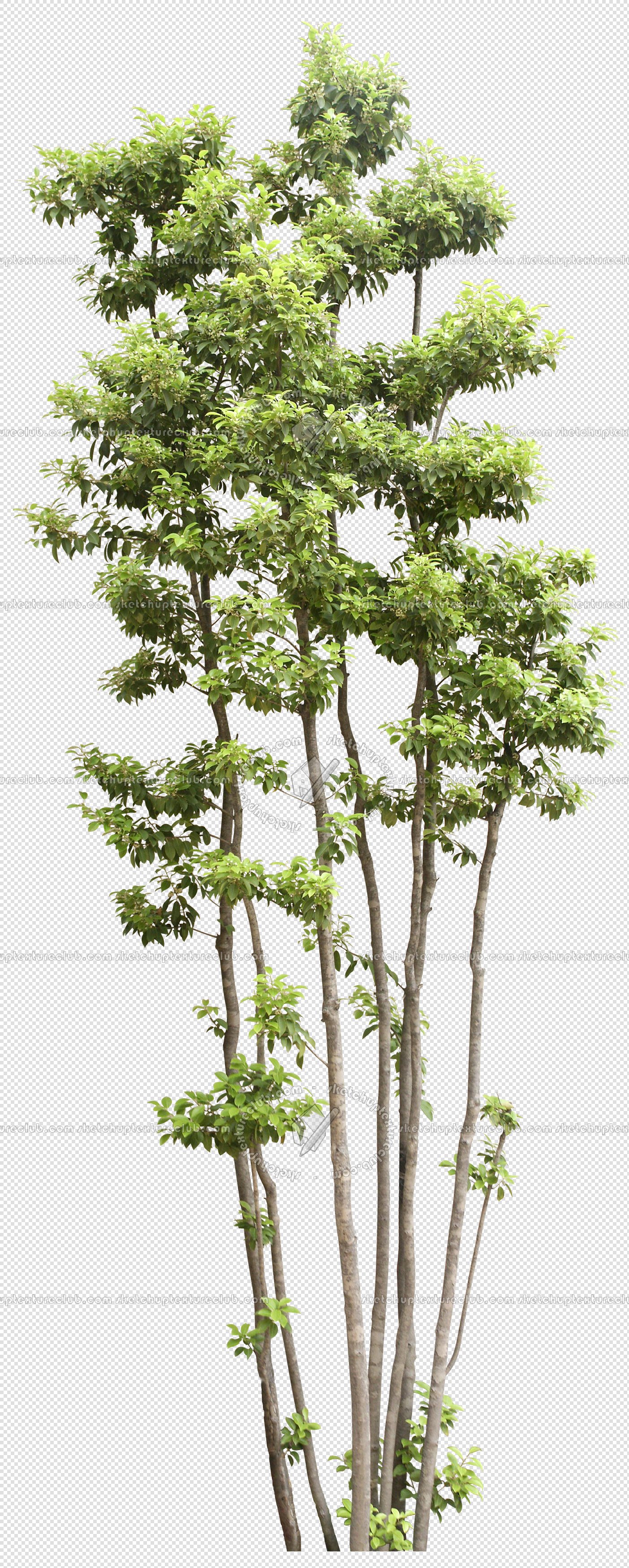 CUT OUT TREES PACKAGE 4 00019 - Pixel 1404 x 3500