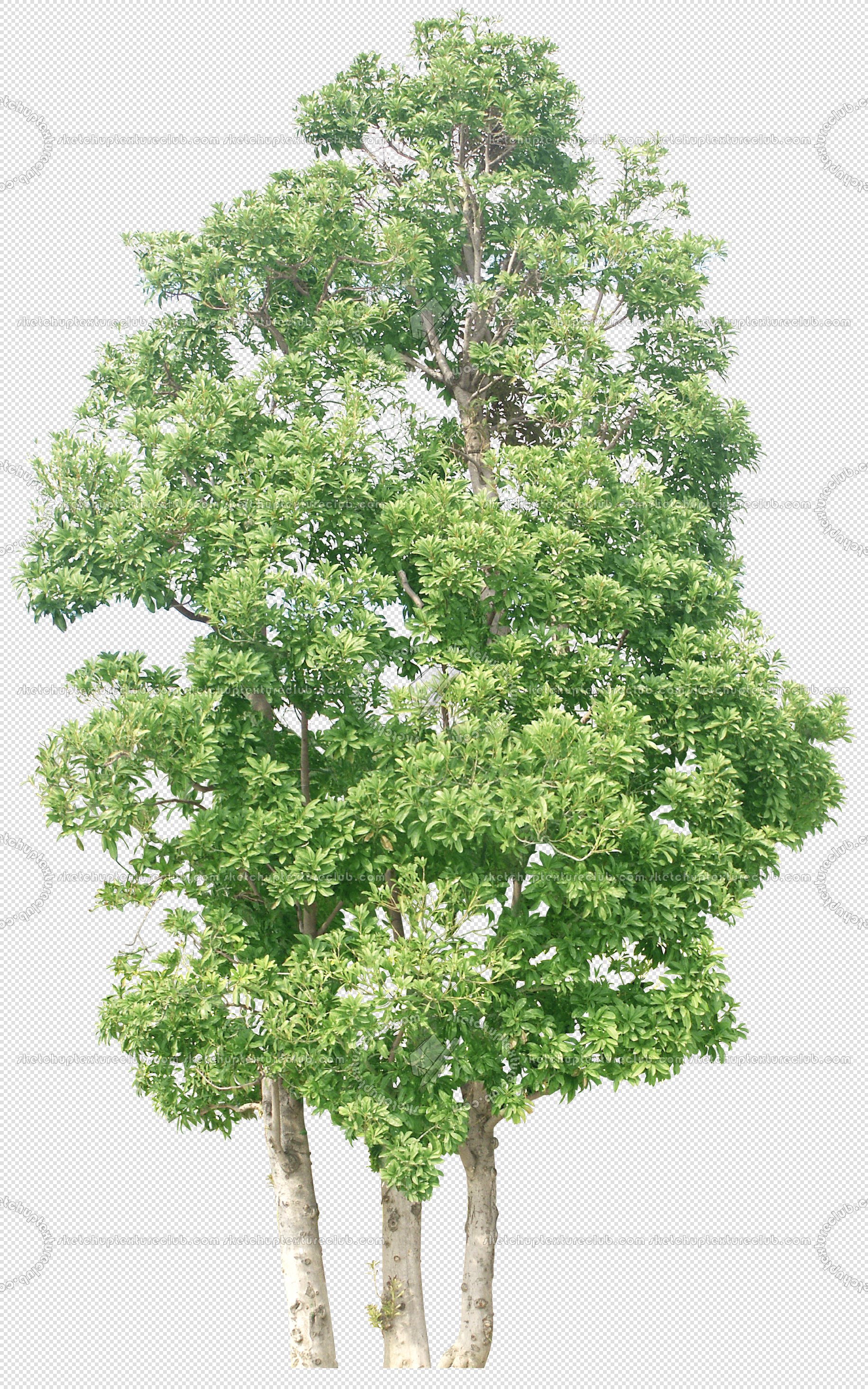CUT OUT TREES PACKAGE 4 00019 - Pixel 1831 x 2928