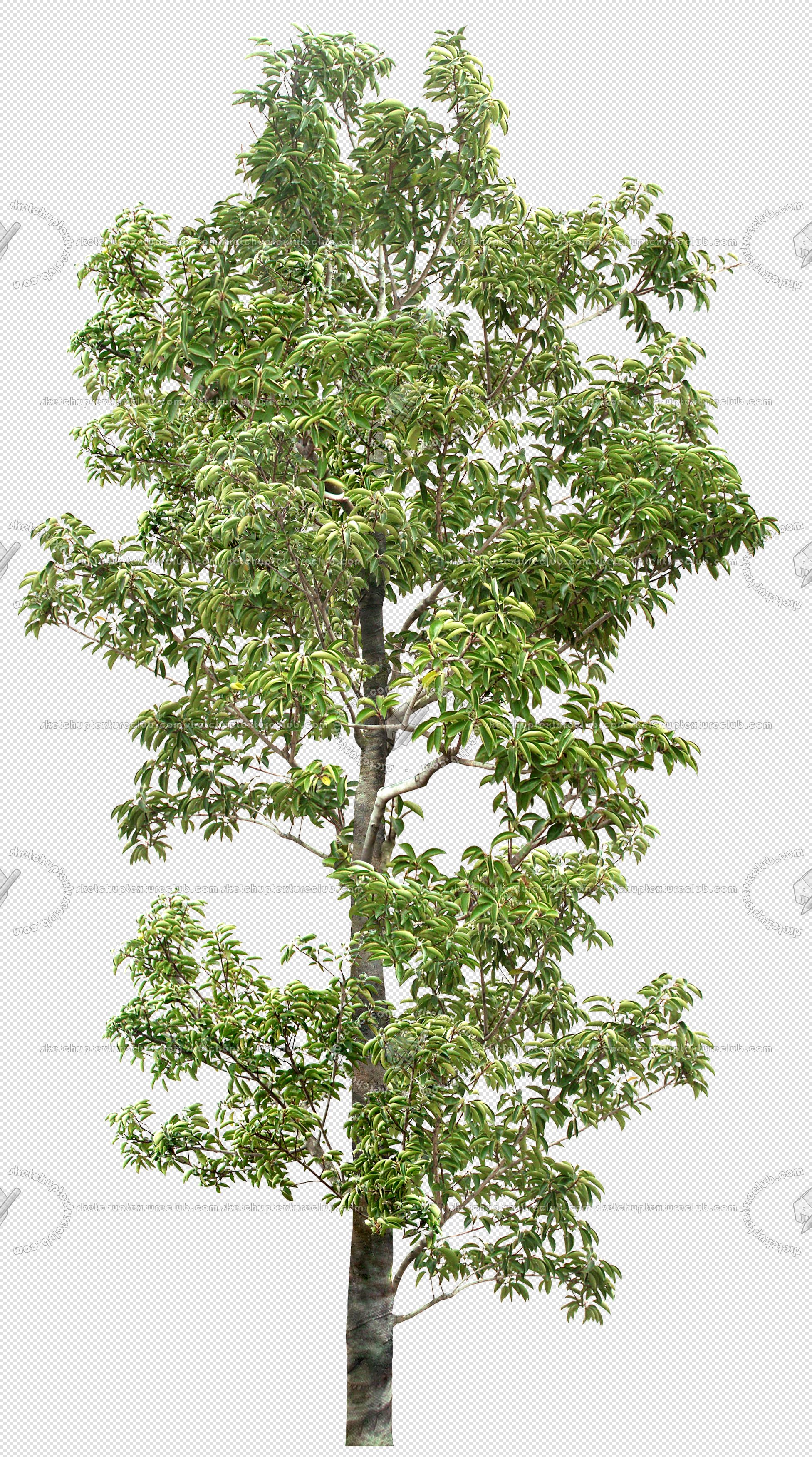 CUT OUT TREES PACKAGE 4 00019 - Pixel 1952 x 3500