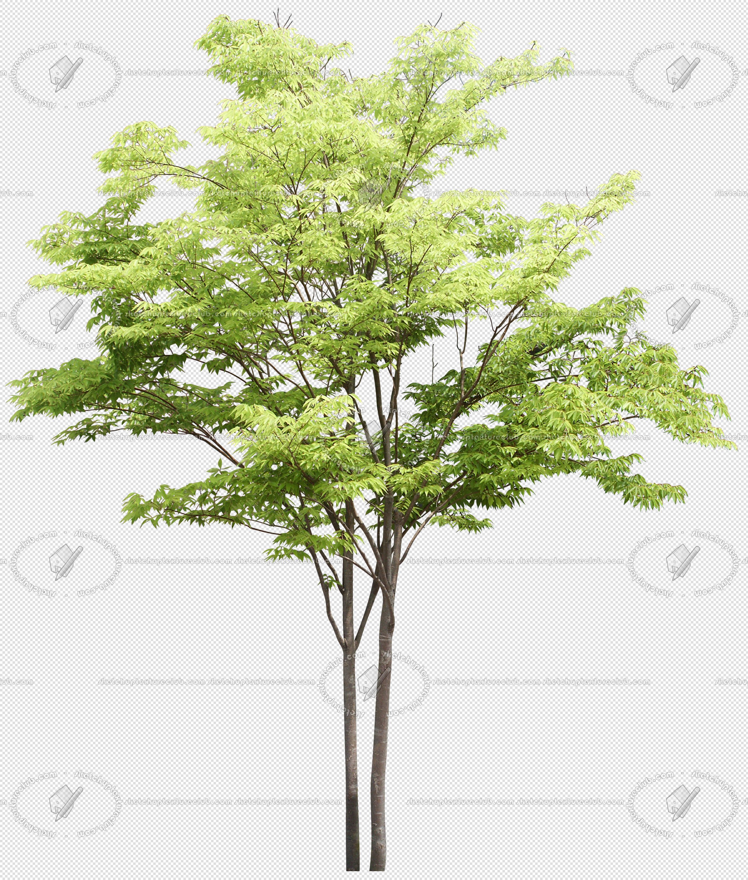 CUT OUT TREES PACKAGE 4 00019 - Pixel 2382 x 2800