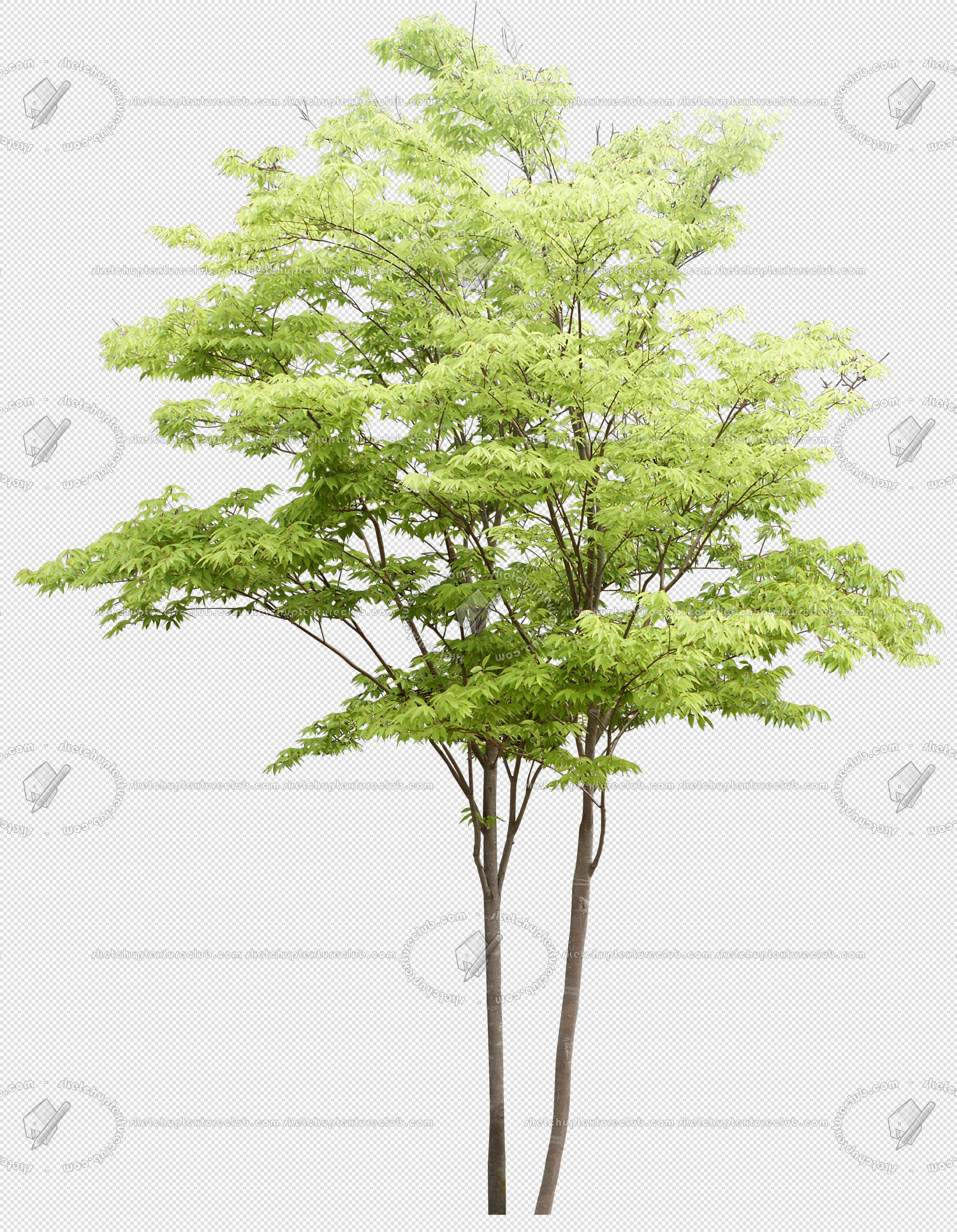 CUT OUT TREES PACKAGE 4 00019 - Pixel 2175 x 2800