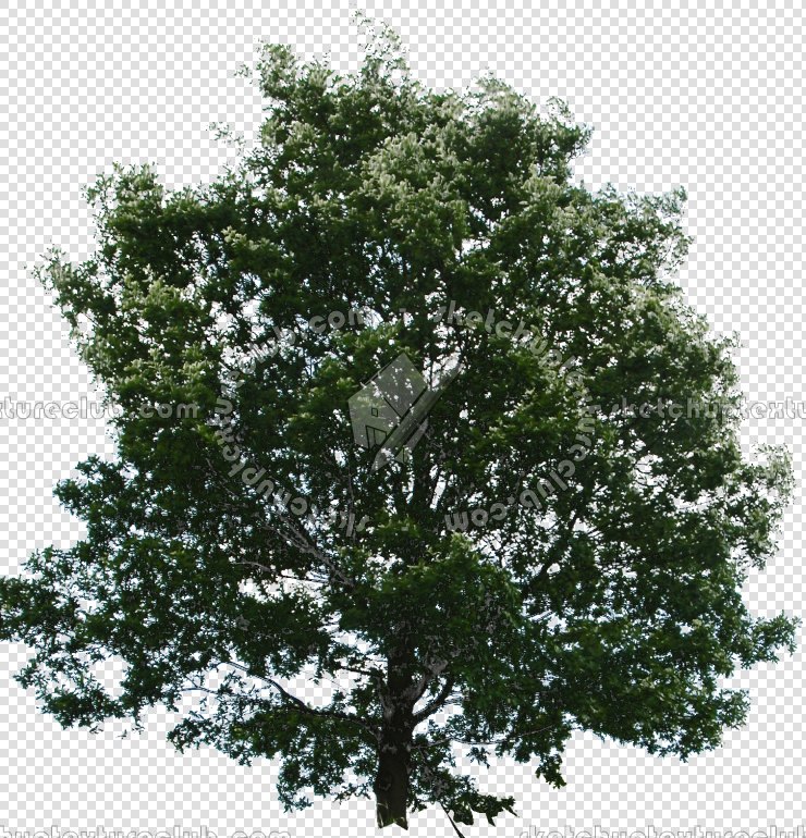 CUT OUT TREES PACKAGE 4 00019 - Pixel 740 x 770