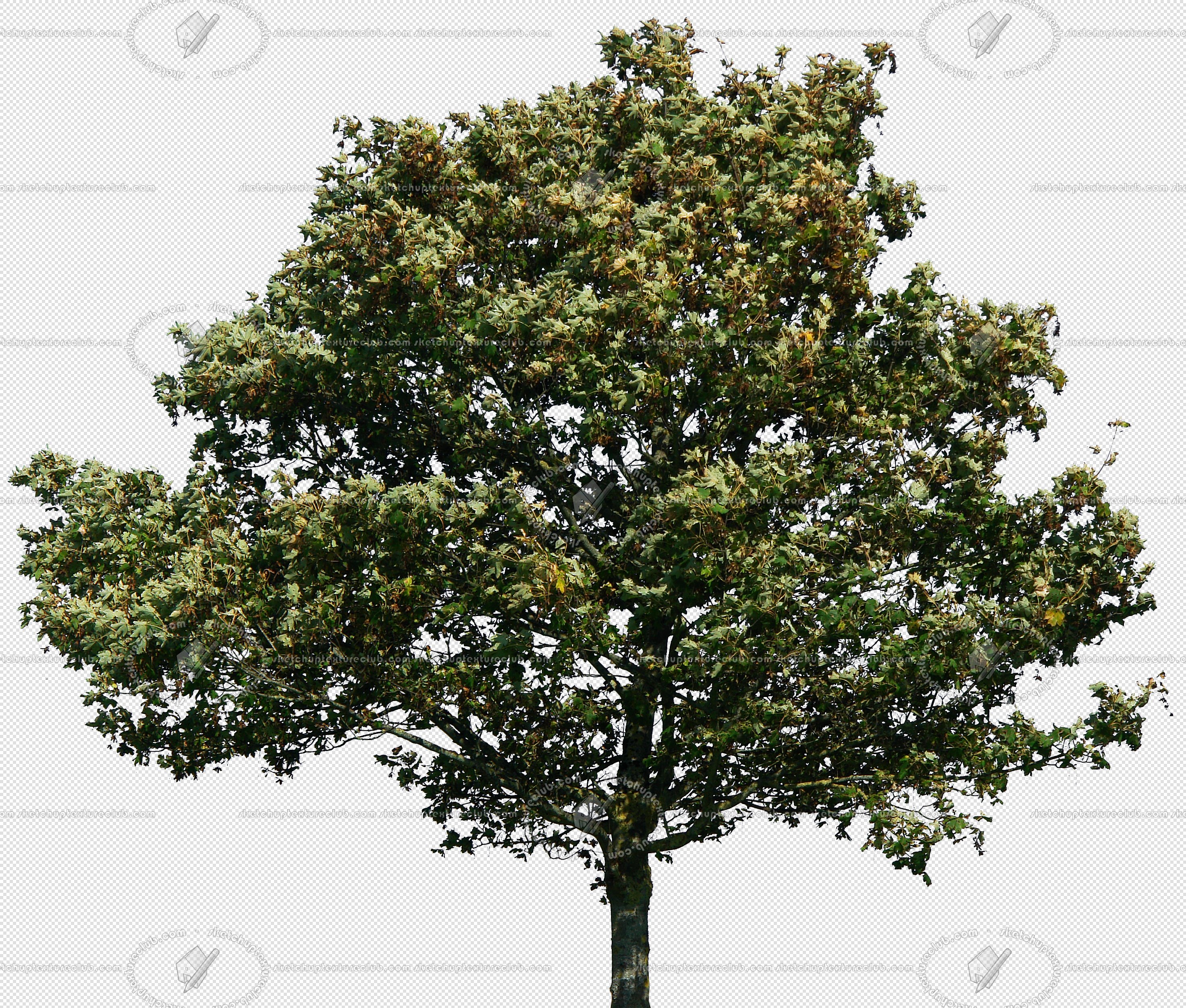 CUT OUT TREES PACKAGE 4 00019 - Pixel 2943 x 2502