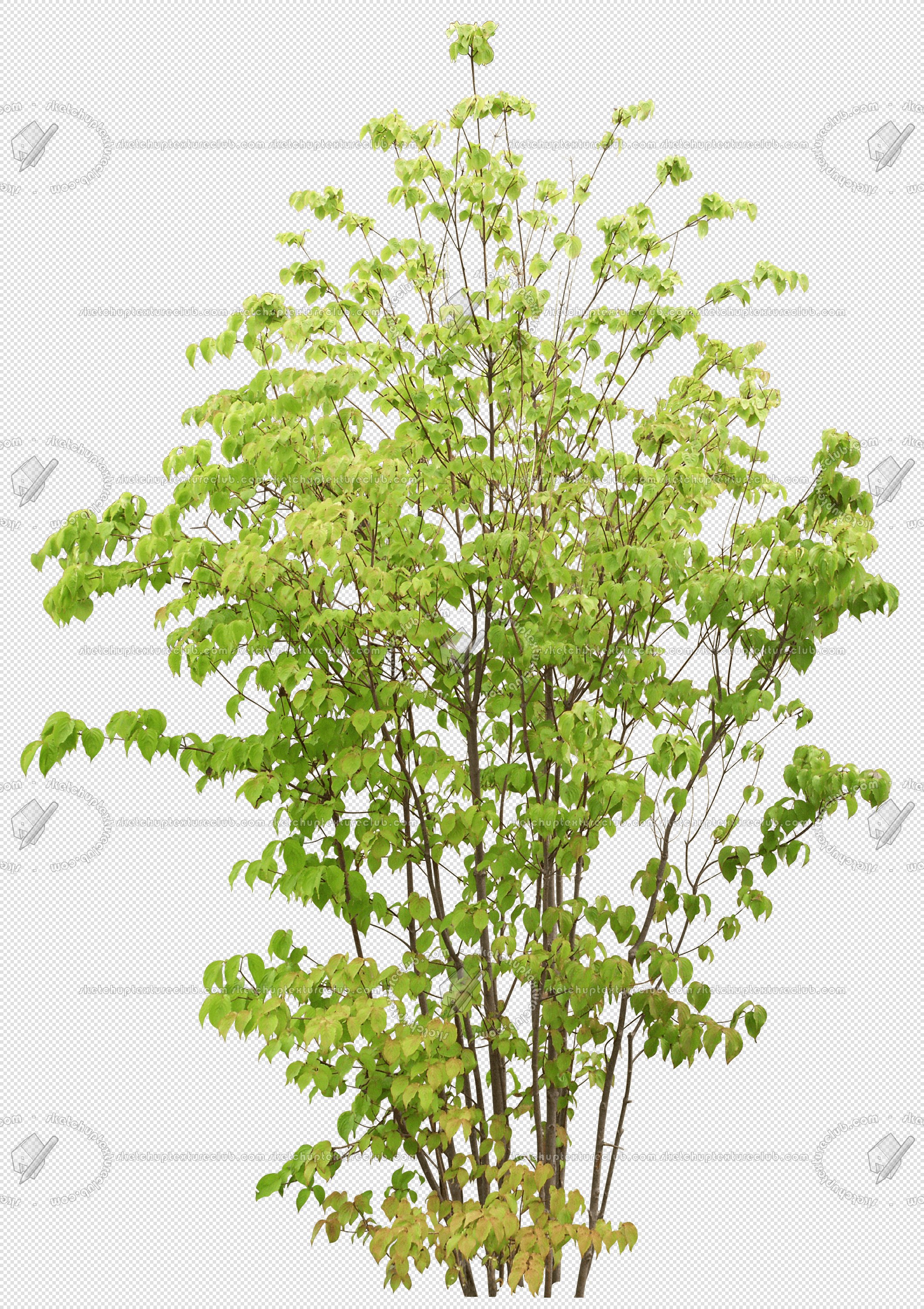 CUT OUT TREES PACKAGE 5 00034 - 10 - cut out tree pack 5 px 2120x3000