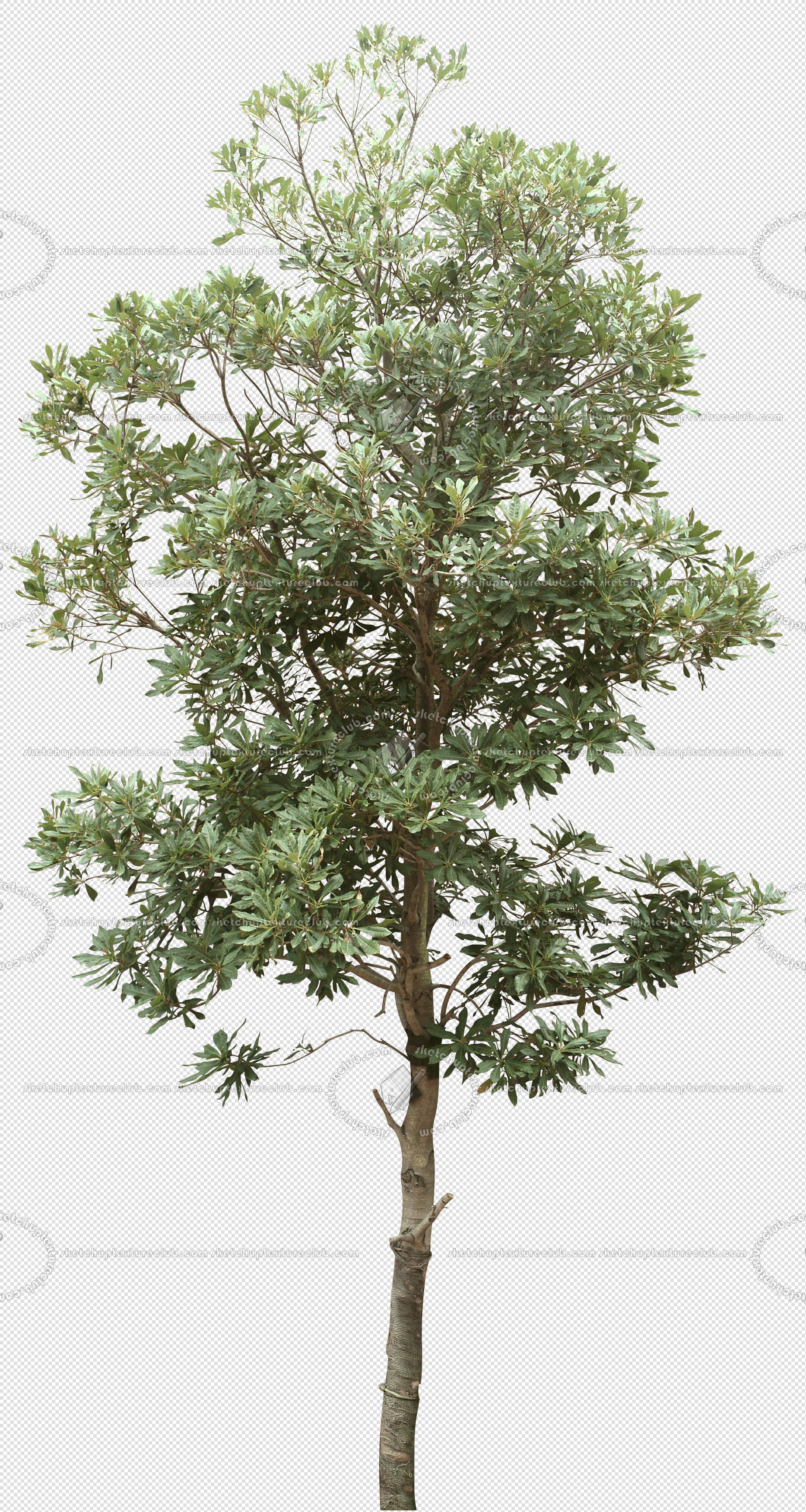 CUT OUT TREES PACKAGE 5 00034 - 12 - cut out tree pack 5 px  1866x3500