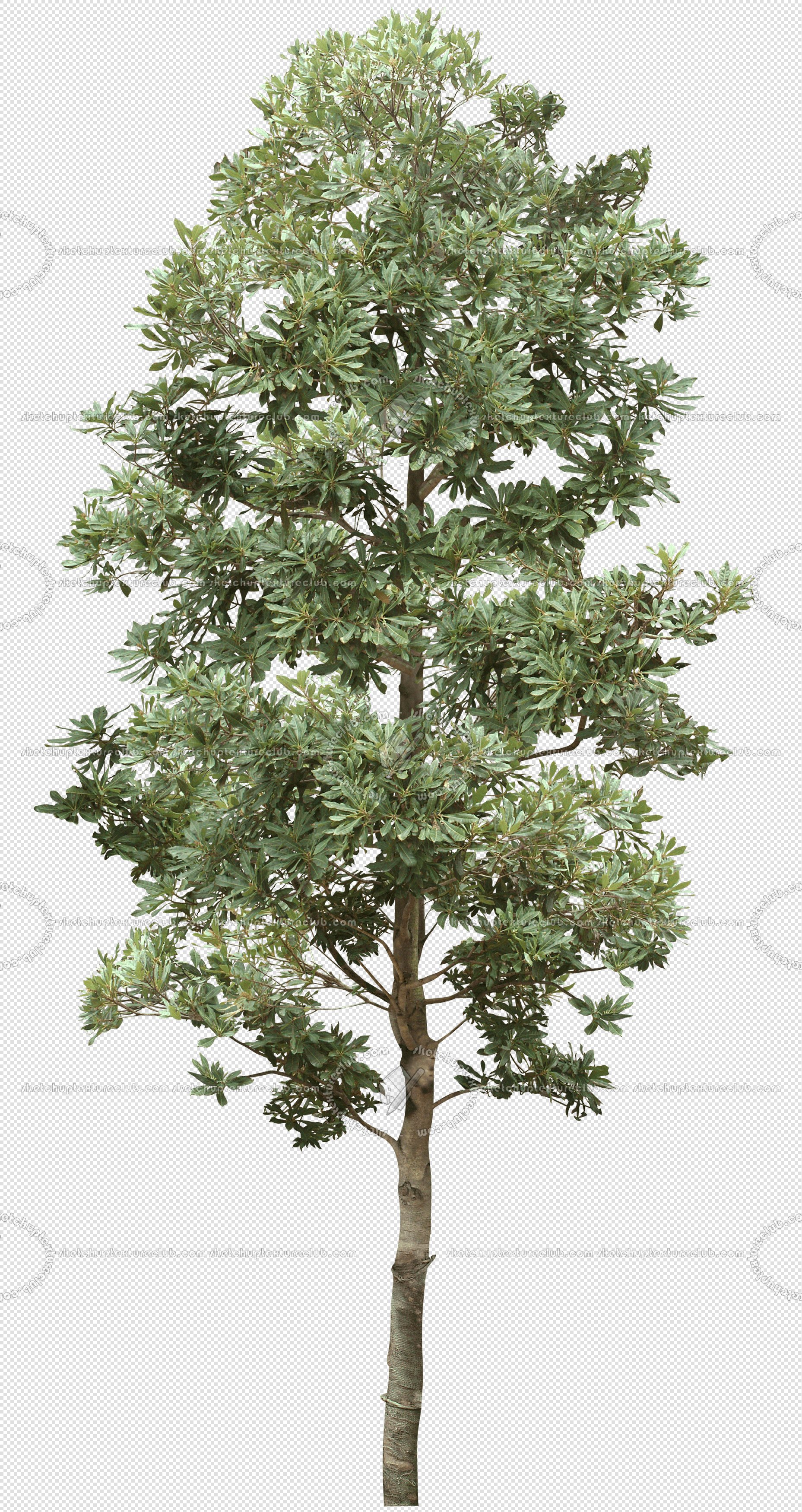 CUT OUT TREES PACKAGE 5 00034 - 13 - cut out tree pack 5 px 1857x3500