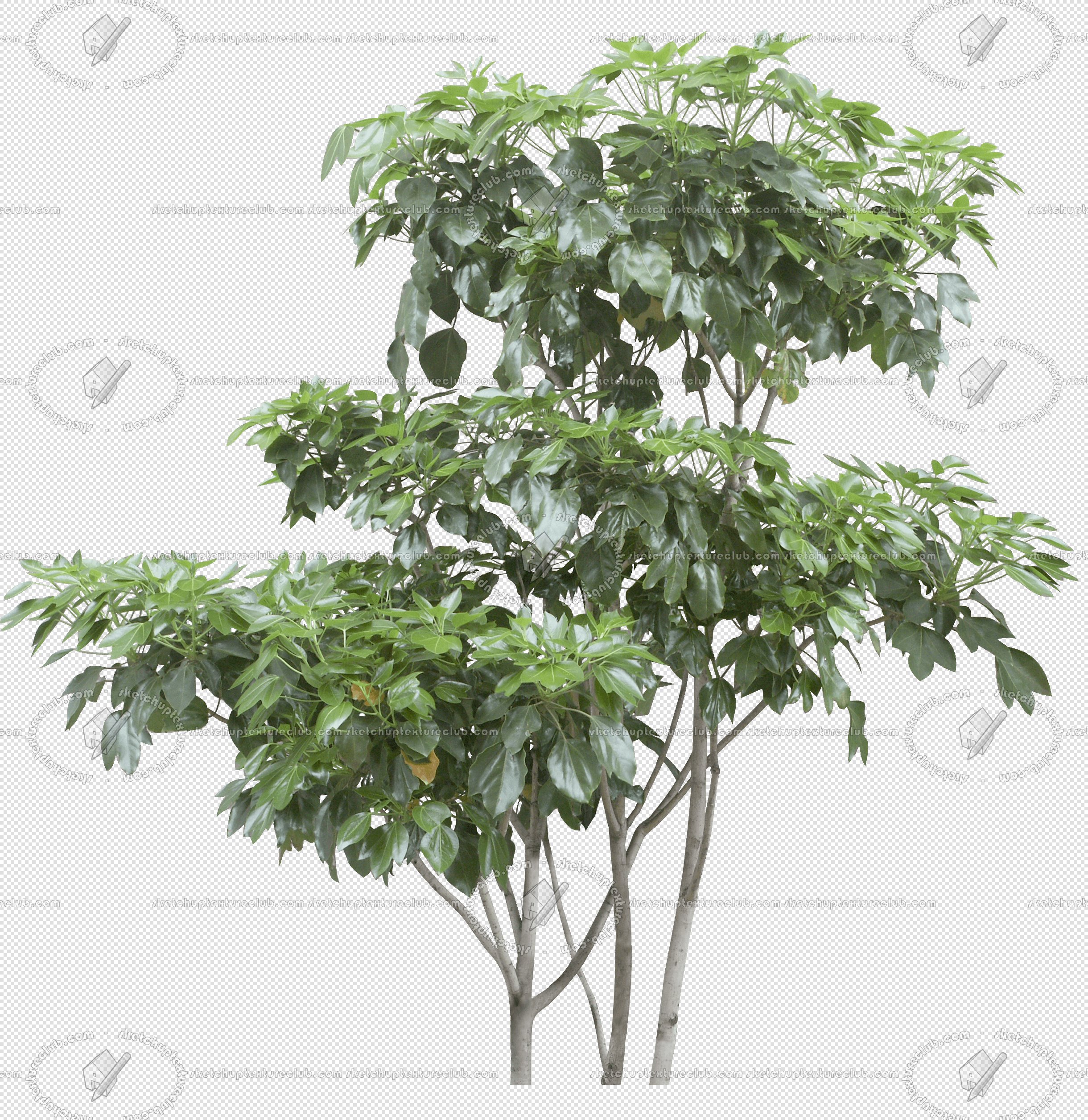 CUT OUT TREES PACKAGE 5 00034 - 15 - cut out tree pack 5 px 2440x2510