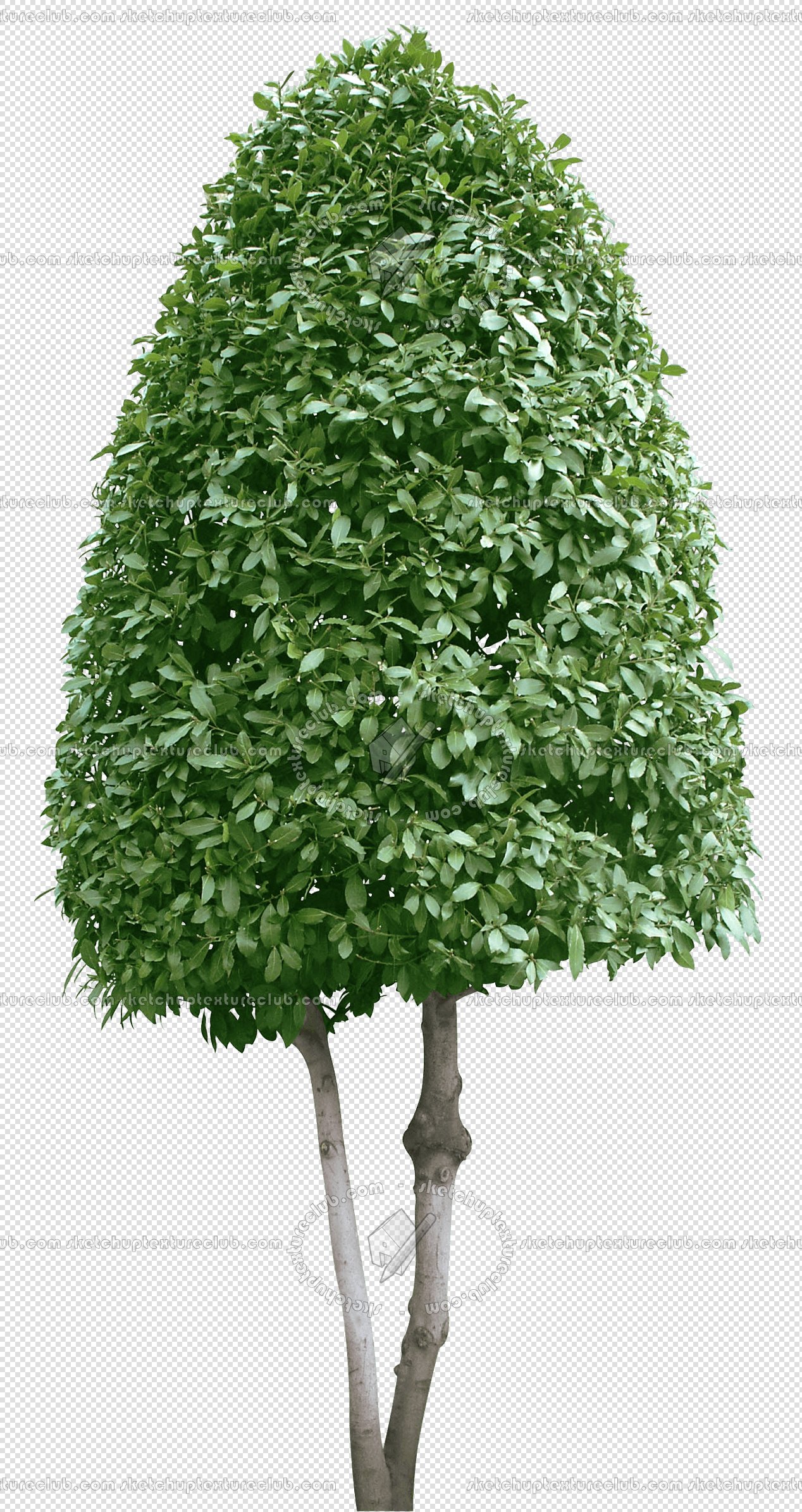 CUT OUT TREES PACKAGE 5 00034 - 19 - cut out tree pack 5 px 1268x2389