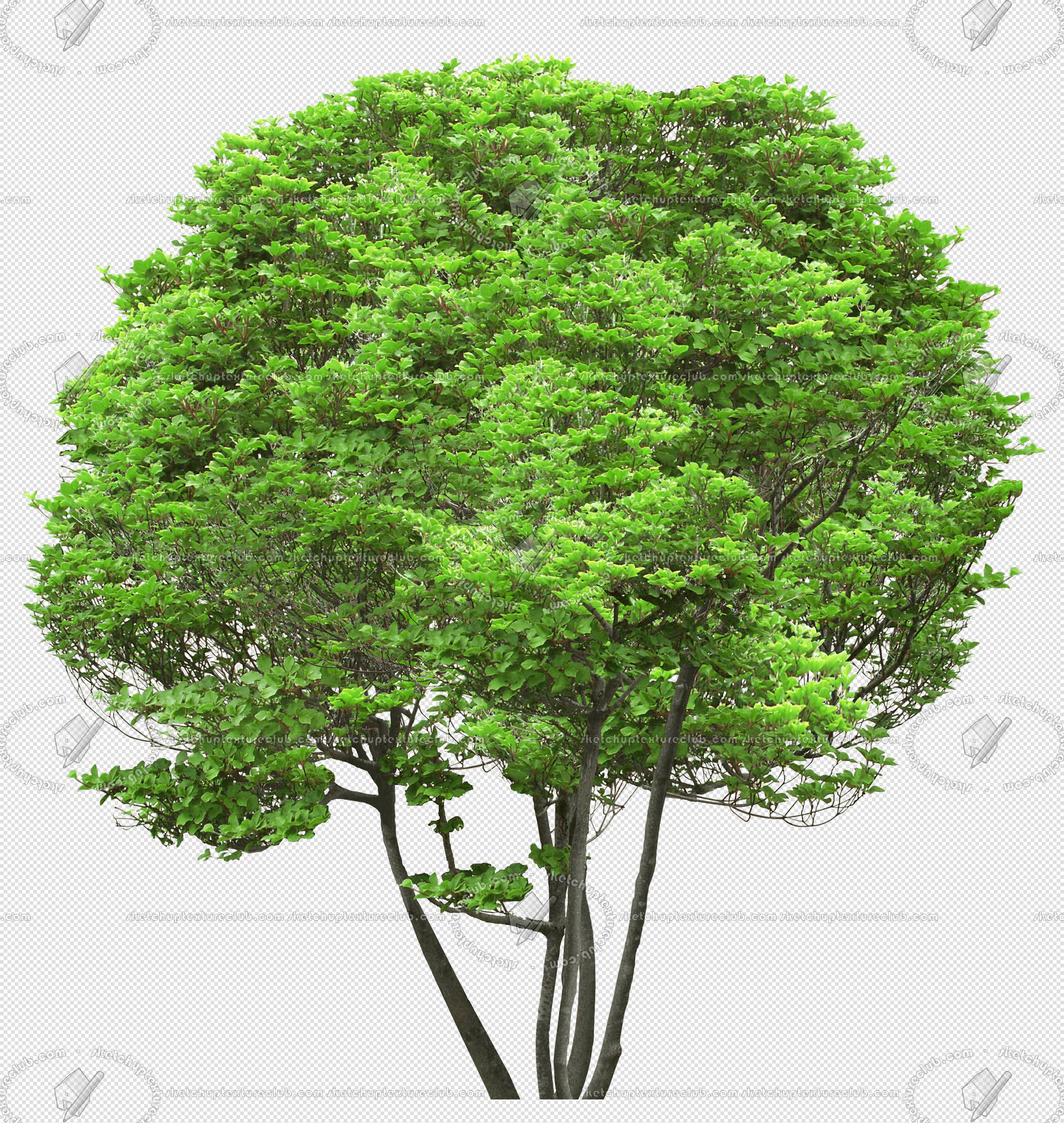 CUT OUT TREES PACKAGE 5 00034 - 22 - cut out tree pack 5 px 2304x2433