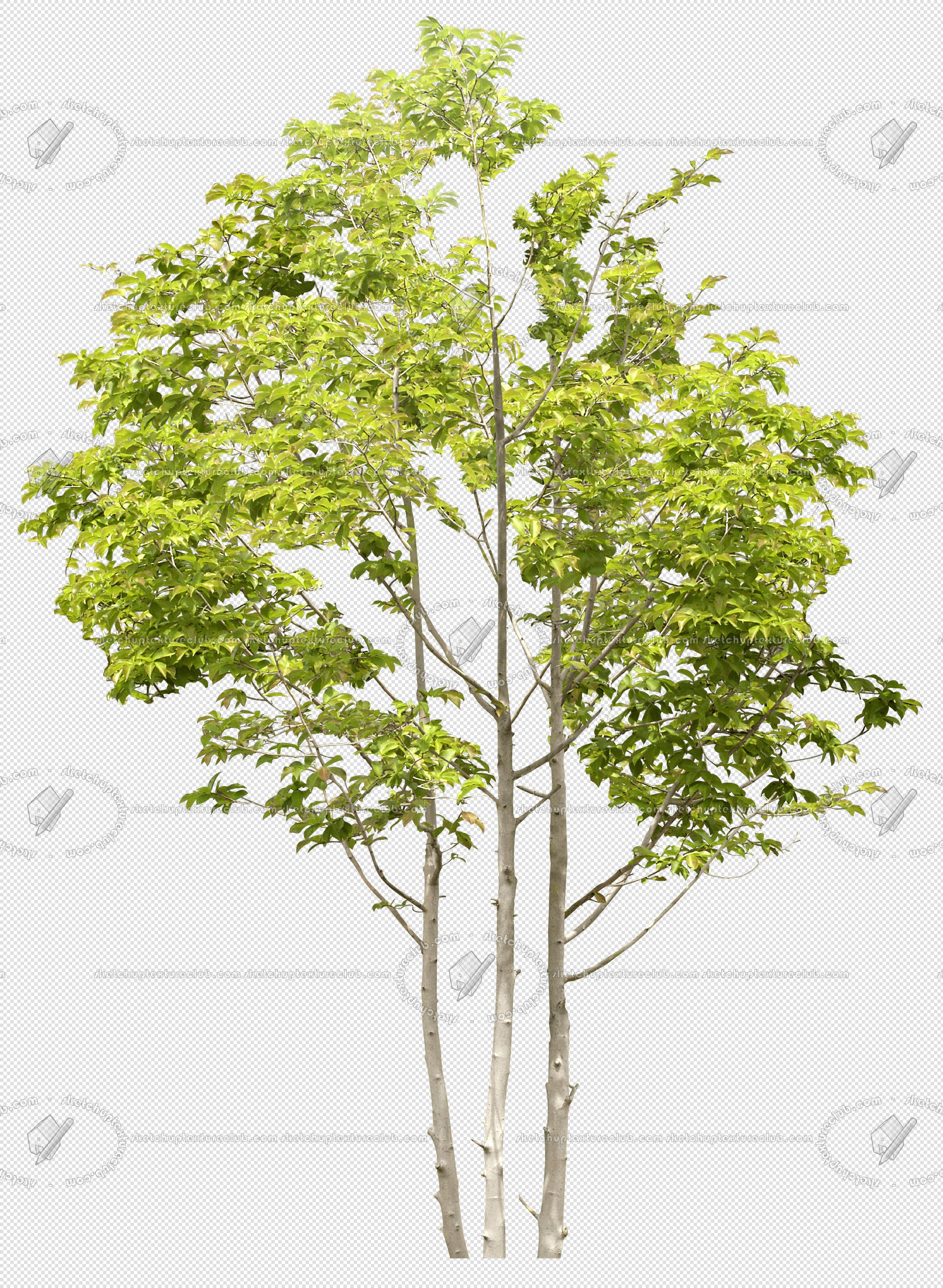 CUT OUT TREES PACKAGE 5 00034 - 4 - cut out tree pack 5 px 2197x3000