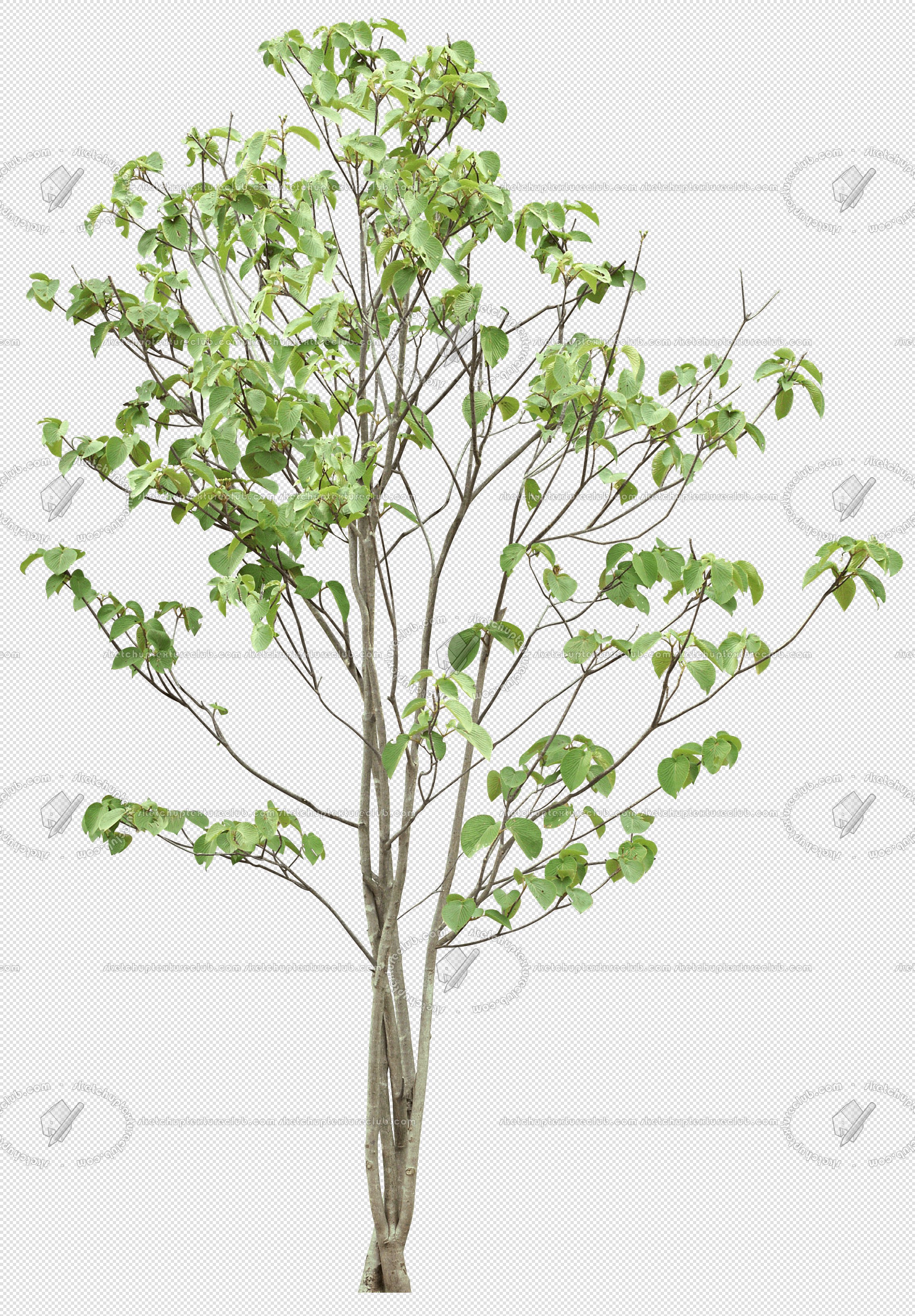 Packs Cut Out Vegetation Trees Cut Out Trees Package 5