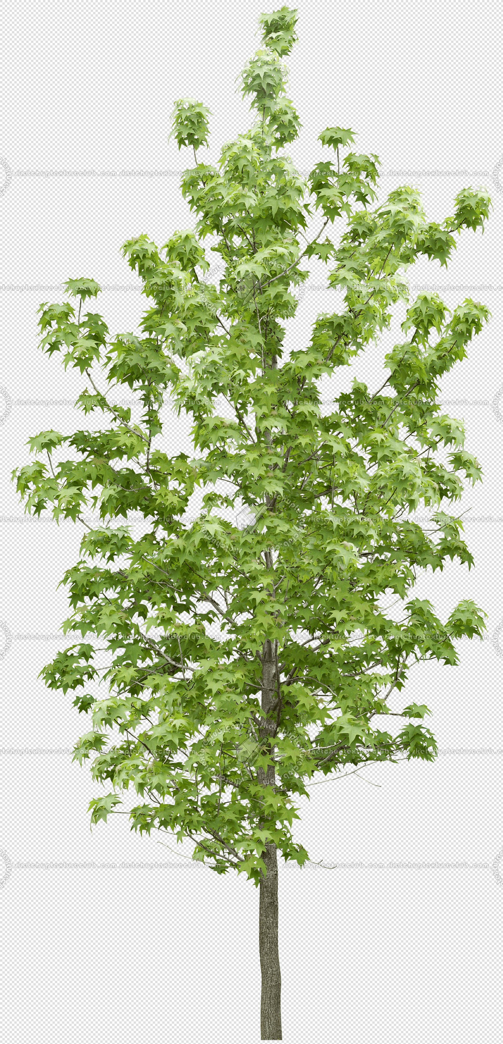 CUT OUT TREES PACKAGE 5 00034 - 9 - cut out tree pack 5 px 1686x3500