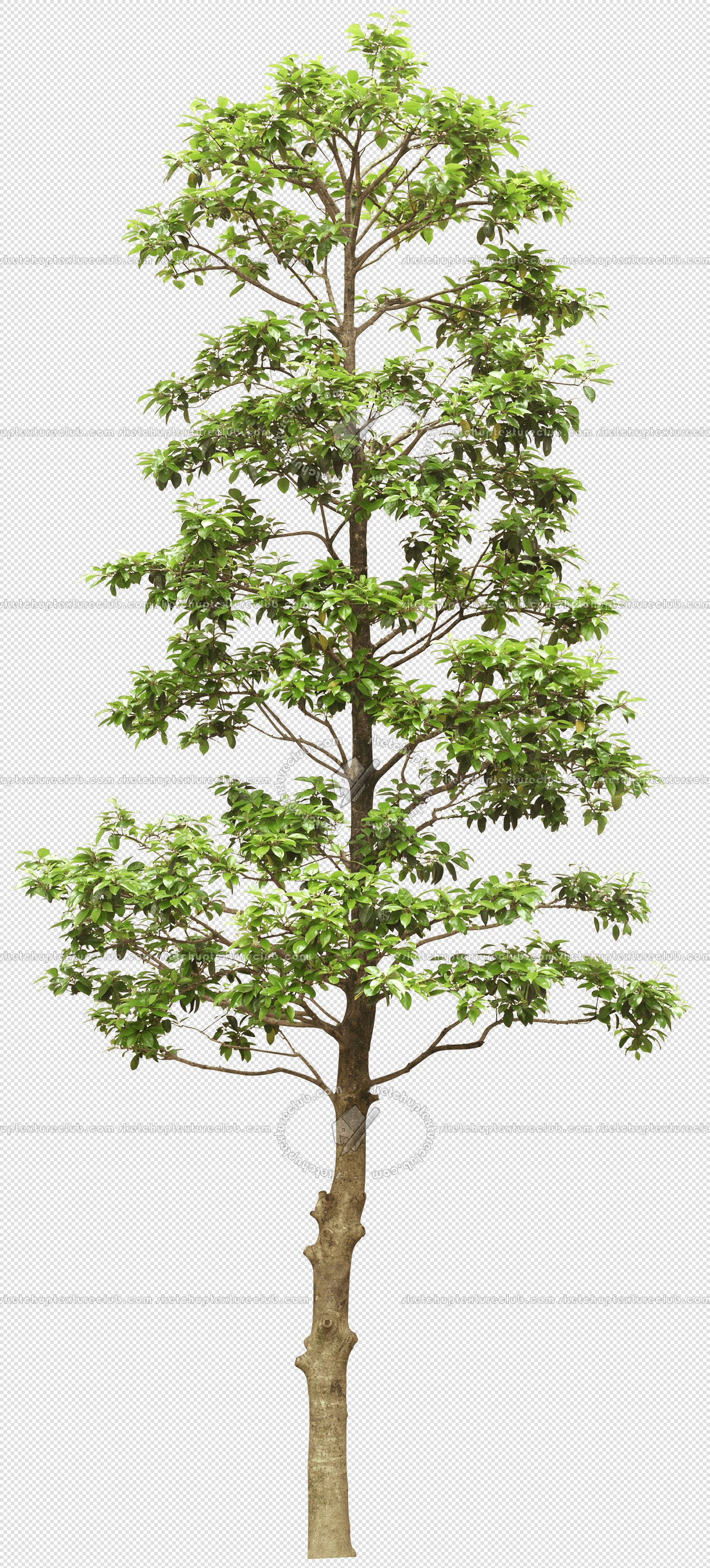 CUT OUT TREES PACK 6 00041 - 12 cut out tree pack 6 px 1584x3500