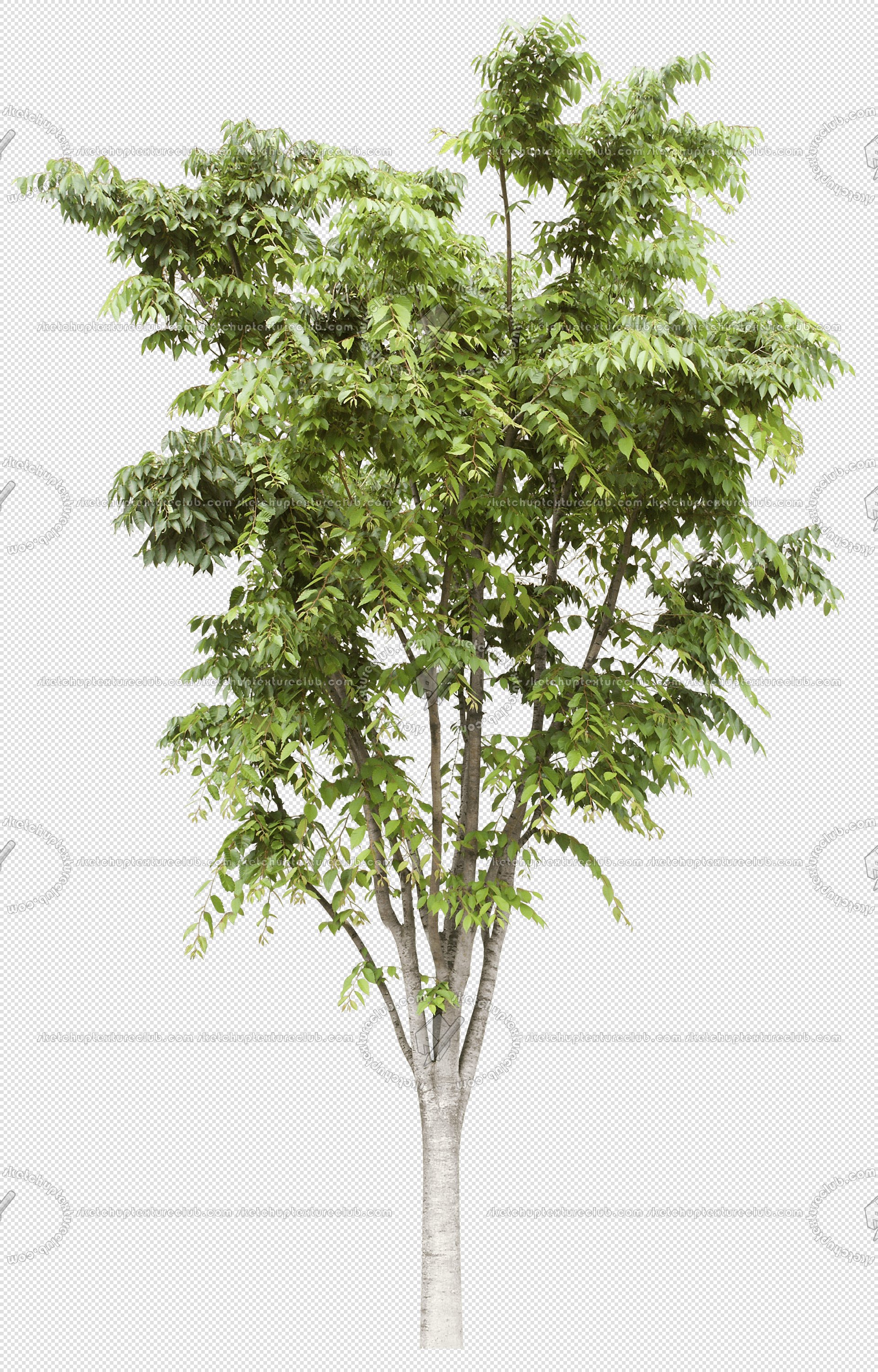 CUT OUT TREES PACK 6 00041 - 13 cut out tree pack 6 px 1920x3000