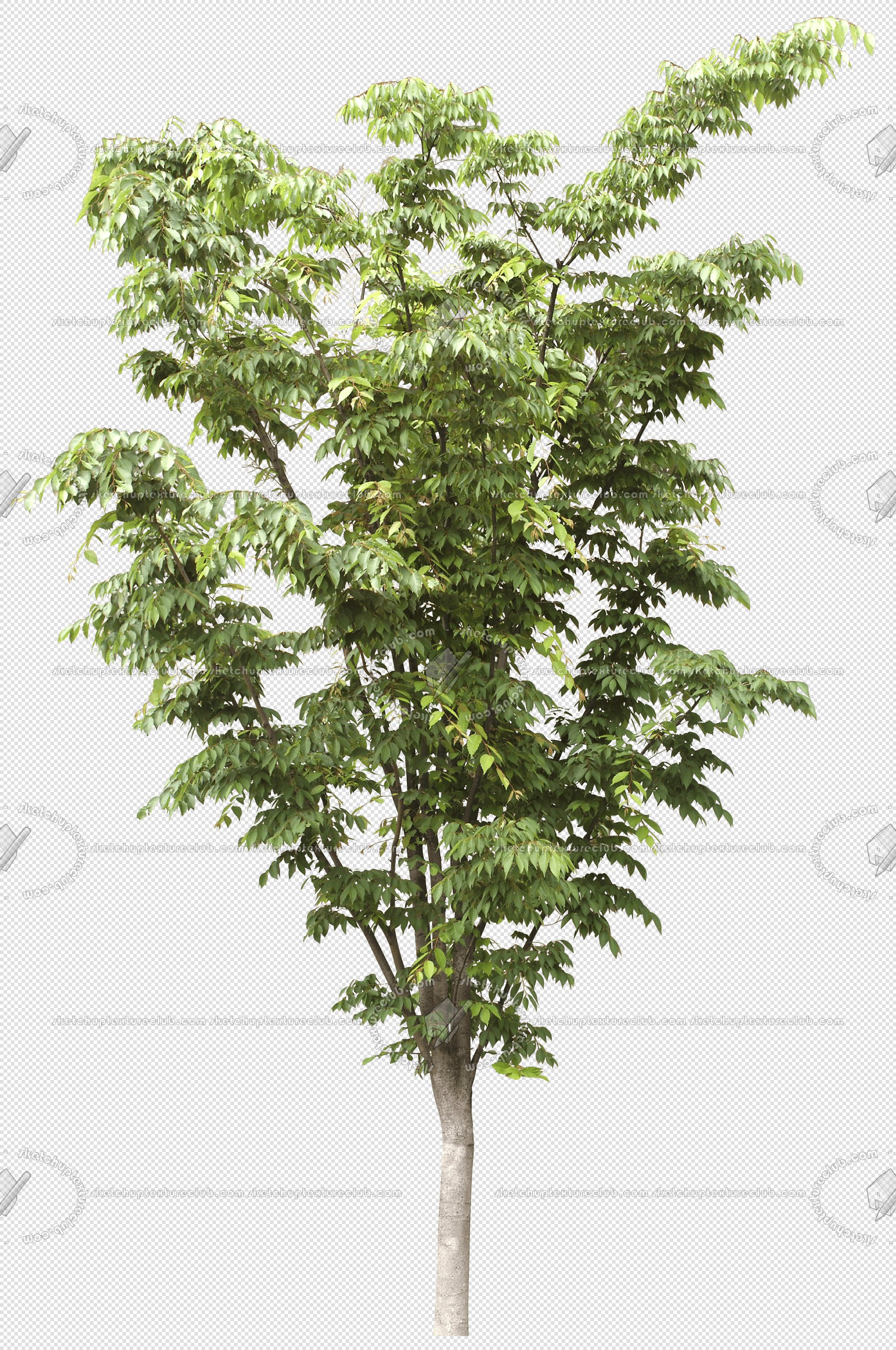CUT OUT TREES PACK 6 00041 - 15 cut out tree pack 6 px 1991x3000