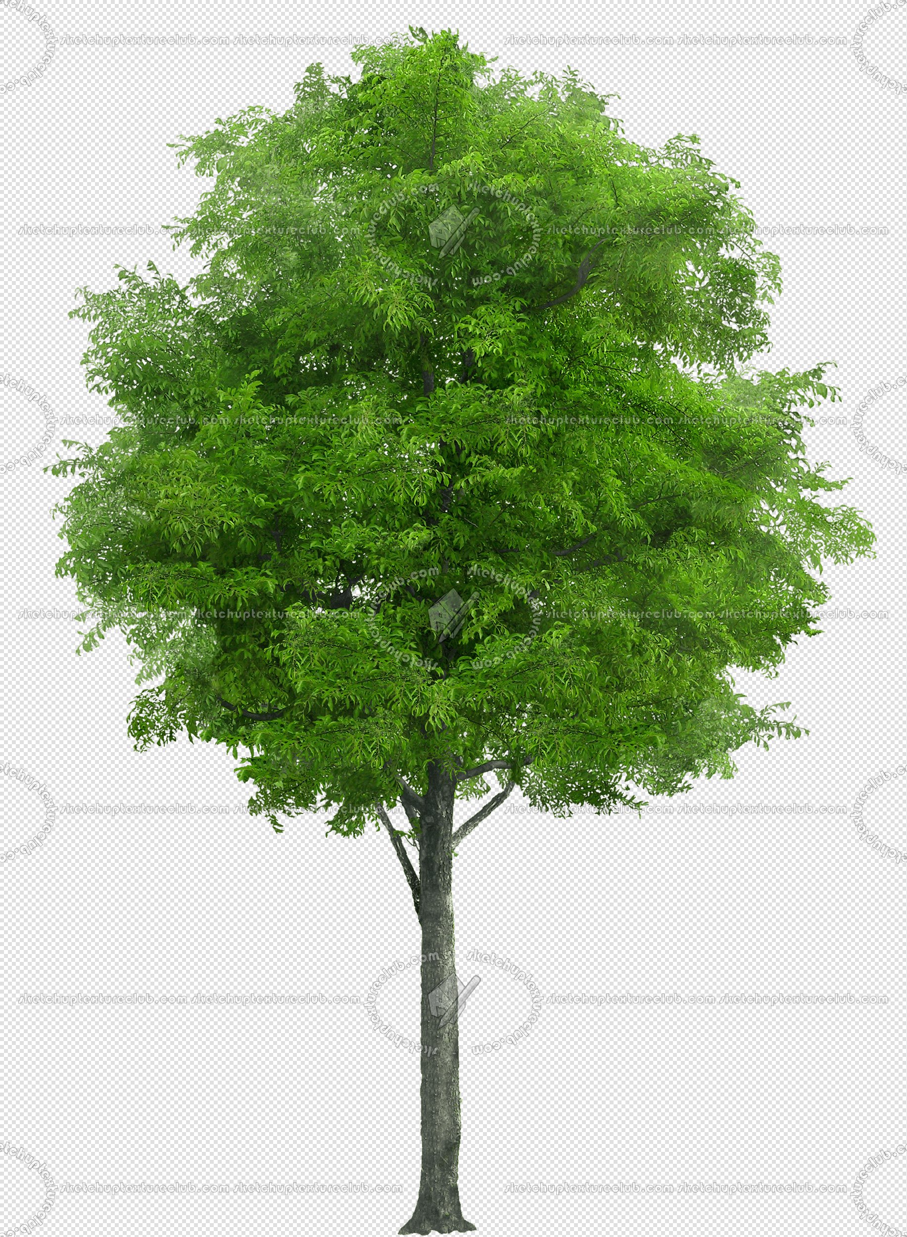 CUT OUT TREES PACK 6 00041 - 17 cut out tree pack 6 px 1833x2500